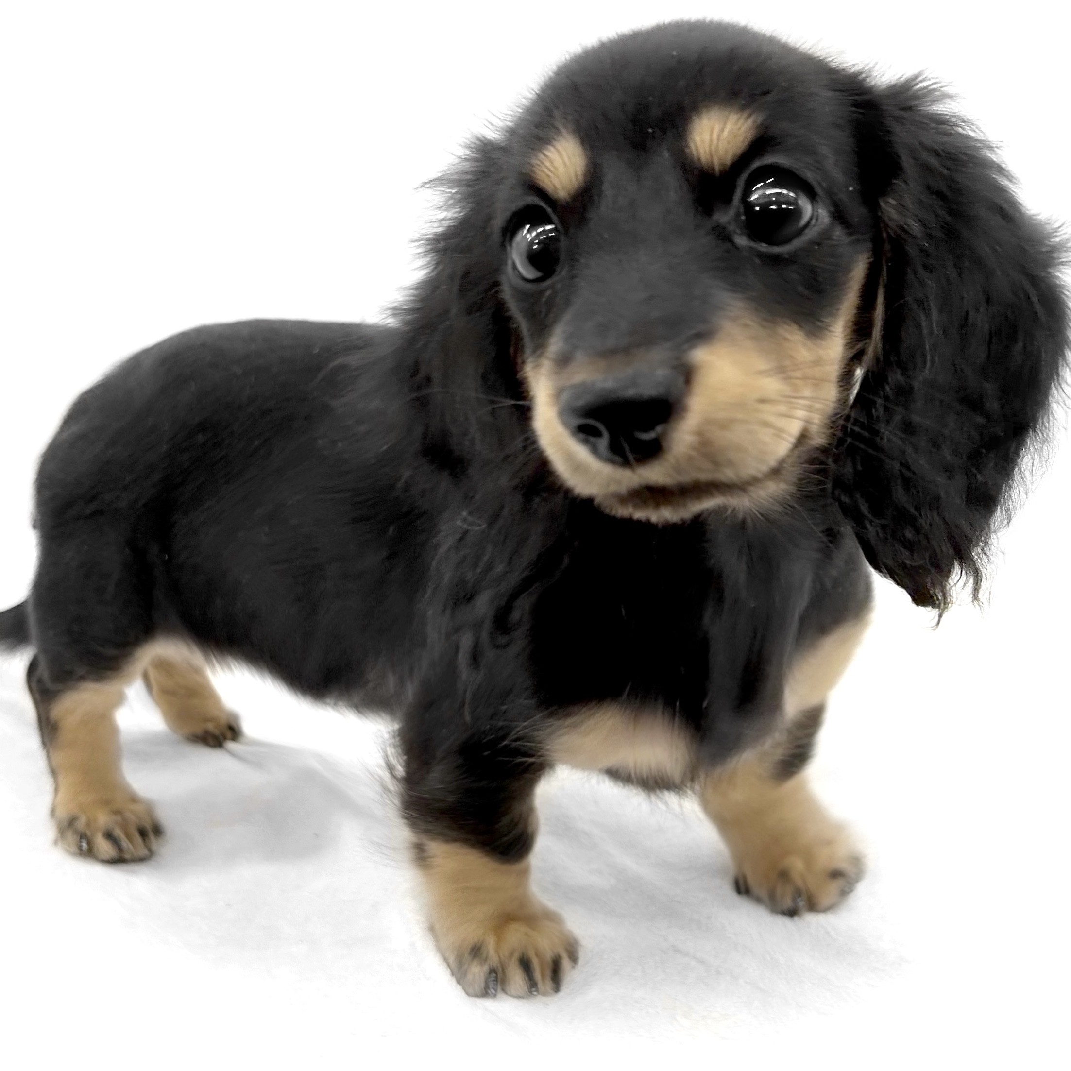 ミニチュア・ダックスフント | ペットショップ マルワン 小さめ子犬