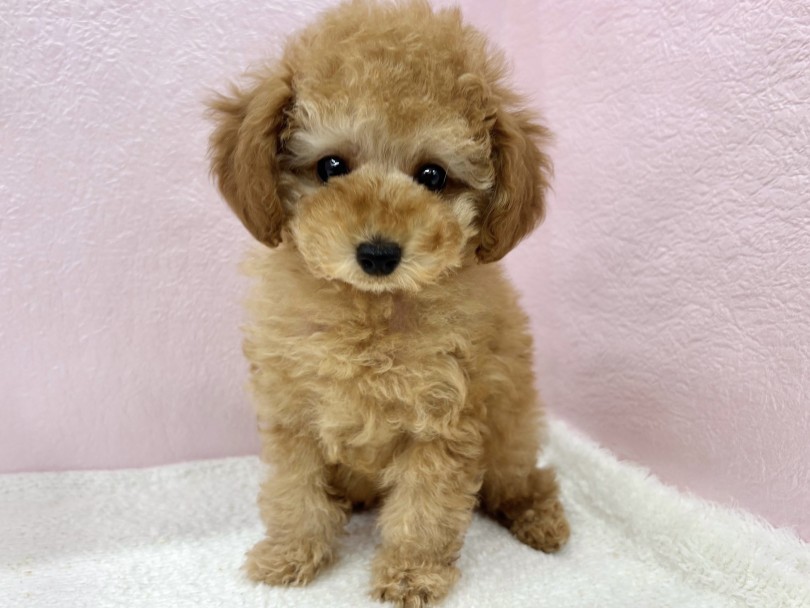 性格面でも暮らしやすい | トイ・プードル （09-322） - 板橋 志村坂下店