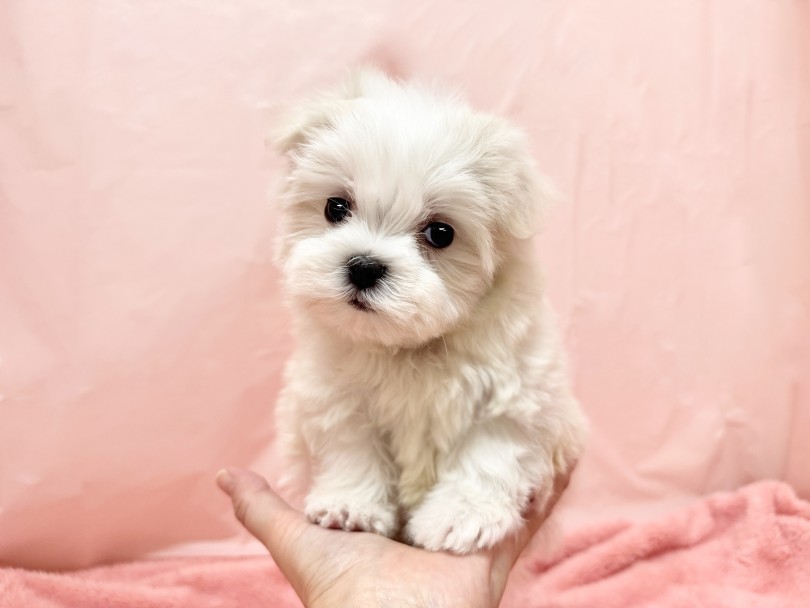 成犬時は3.0〜3.5kg前後と予想 | マルチーズ （06&minus;340） - 横浜 大倉山店