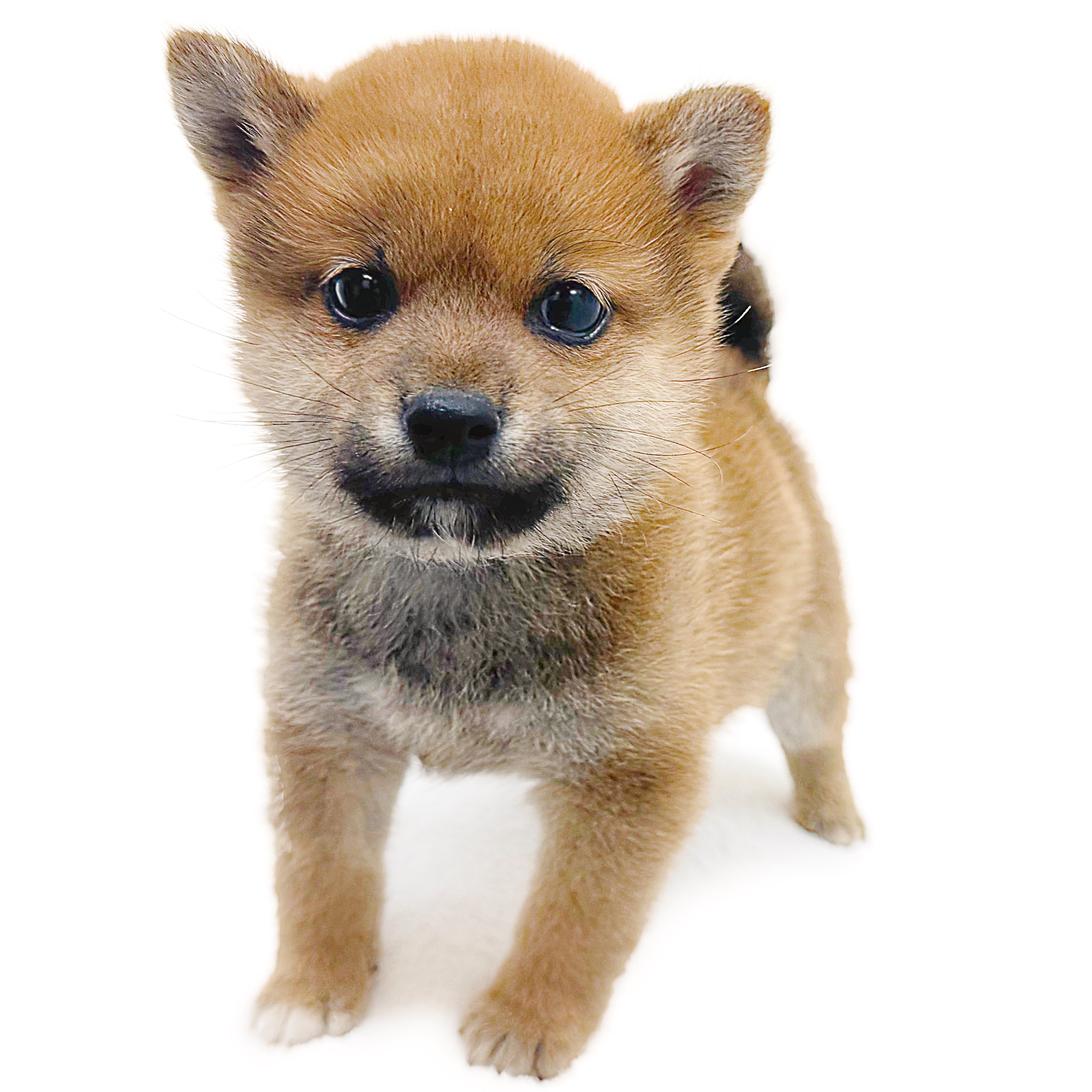 豆柴1号さま専用ページ＃2 豆柴 | ペットショップ マルワン 小さめ子犬 美形な子猫 初心者安心の
