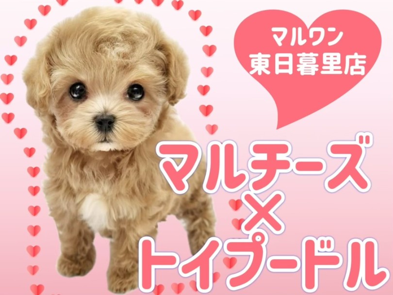 【 MIX 】大人気マルプーのセンターアイドルがやってきた!