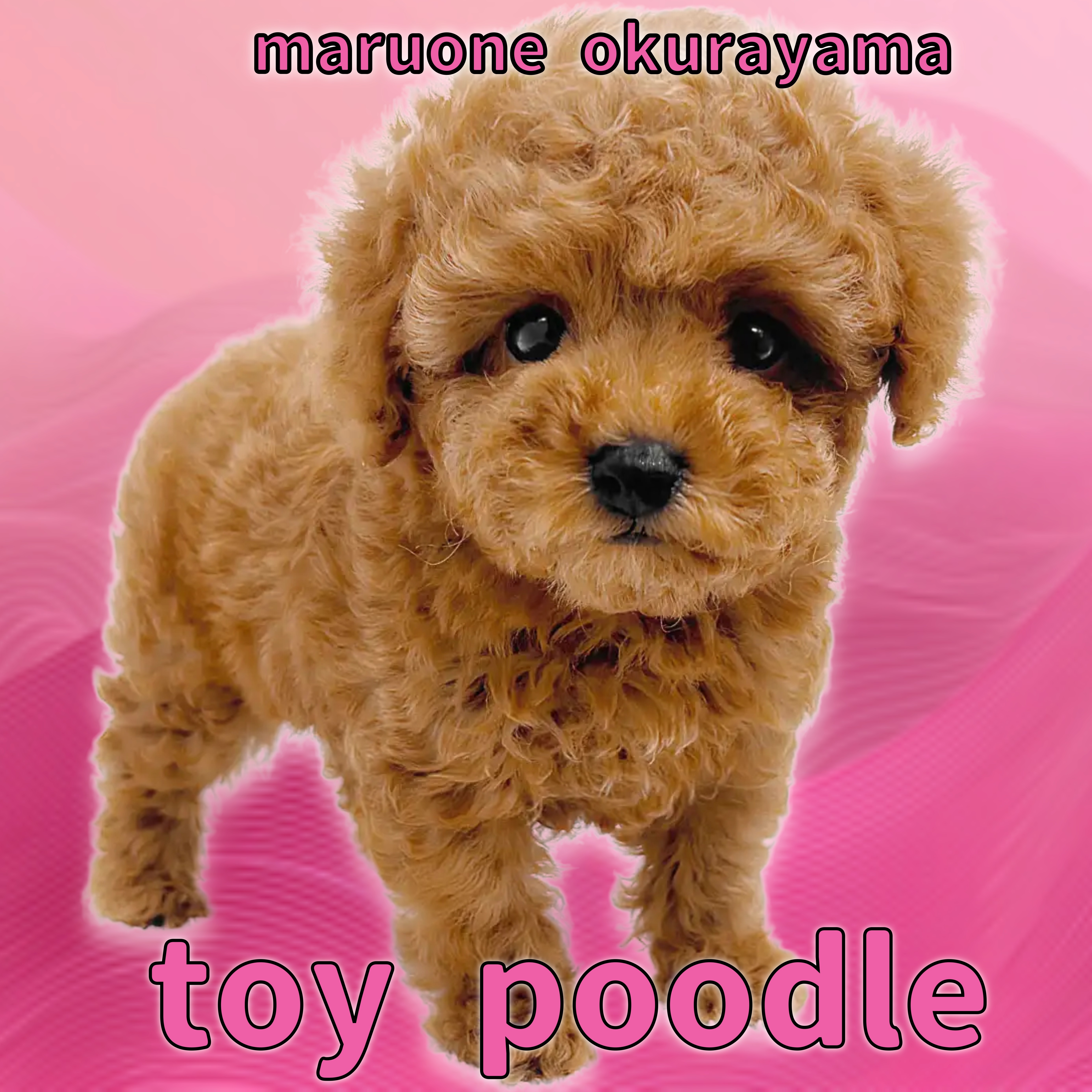 トイプードル 】毛量・毛立ち最高峰！可愛すぎる濃厚レッチリプードル