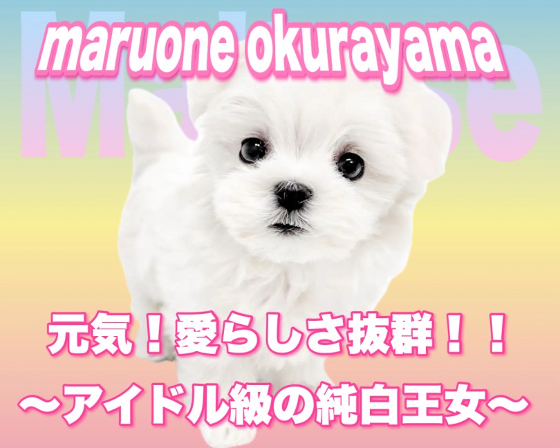 【 マルチーズ 】アイドル級の可愛さ炸裂！愛らしさ満点の純白王女が仲間入り！