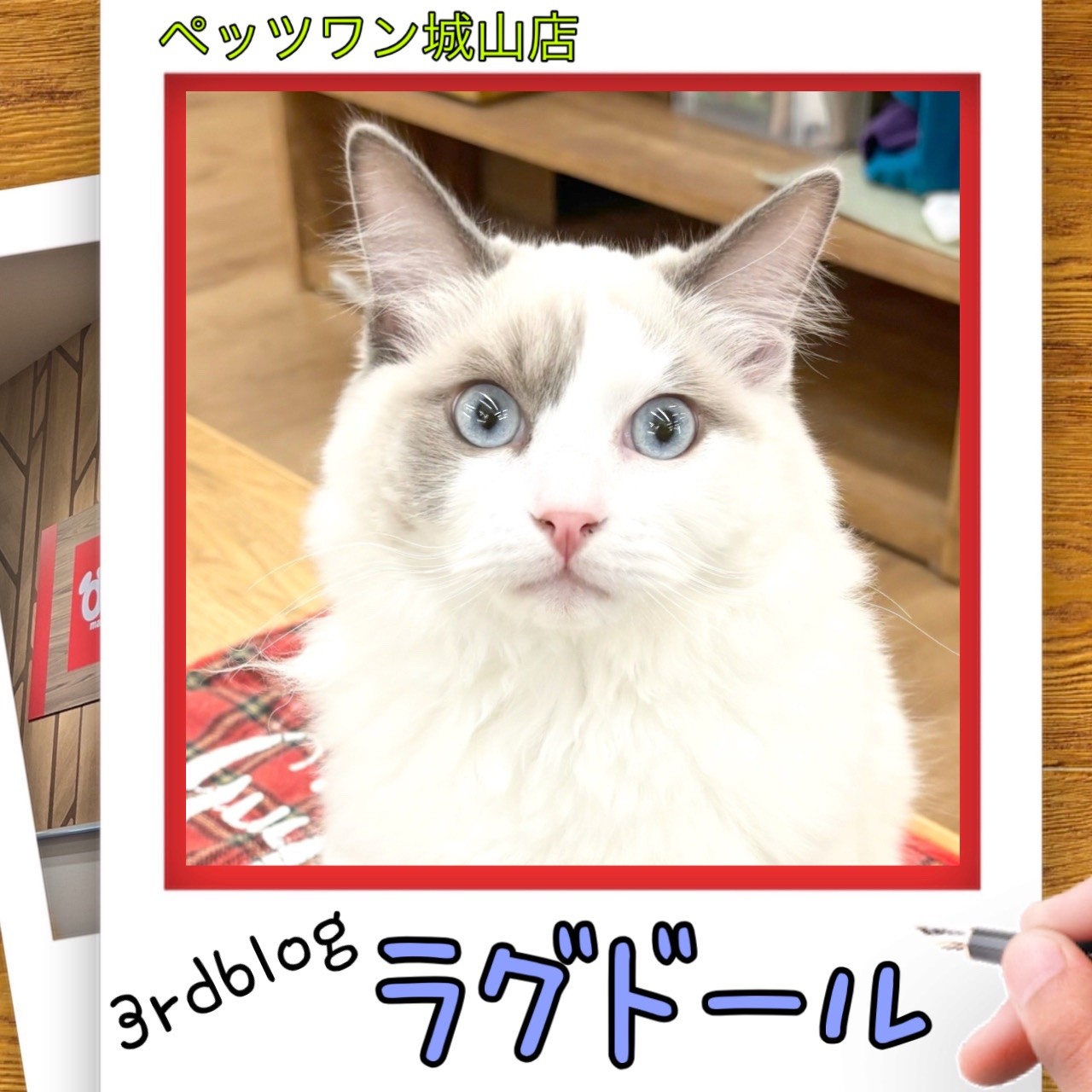 ラグドール 】城山っ子成長報告！2026年1月13日 | マルワンBLOG