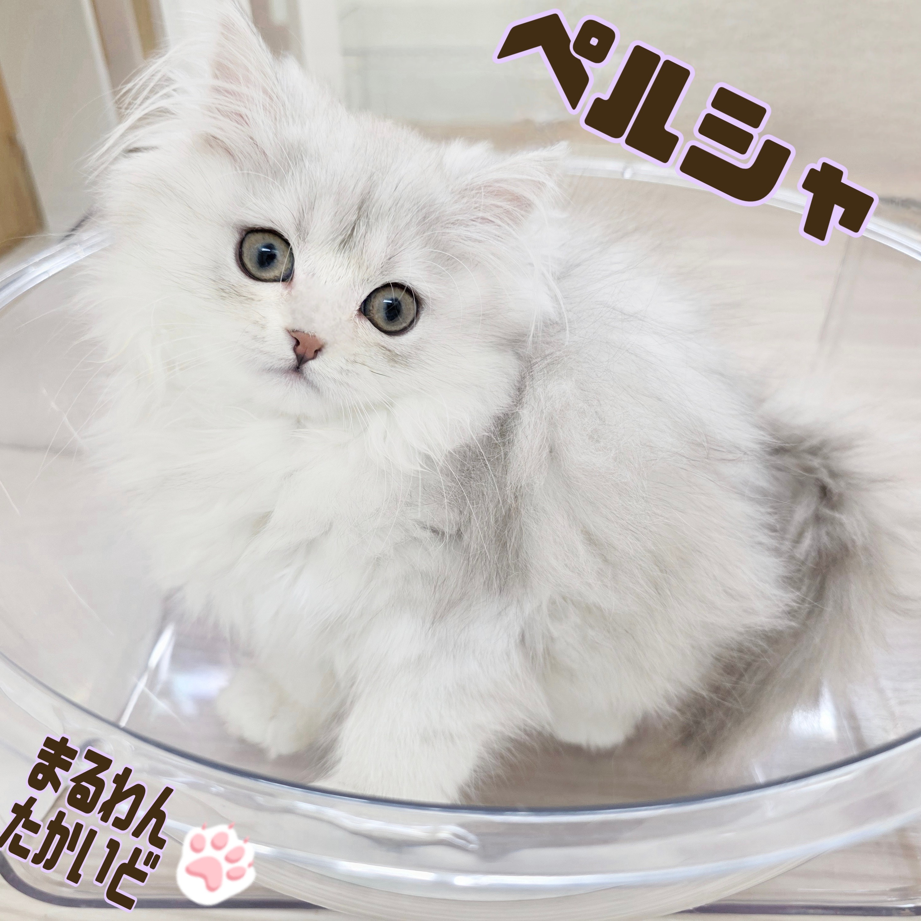 ペルシャ 】伝統的な美しい姿＆おっとりした性格の癒し系！ | マルワン