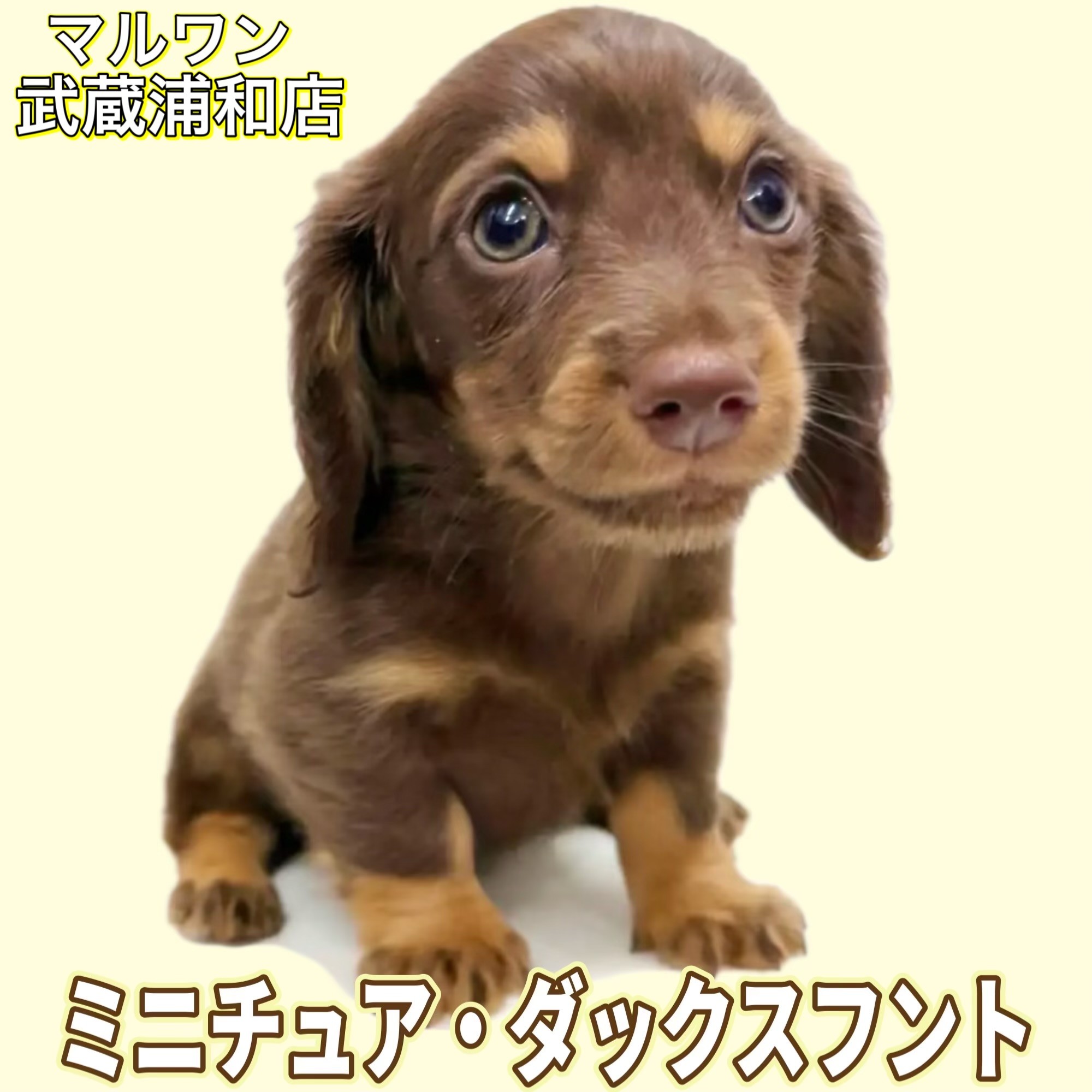 ★保留中★【新品未使用・ラスト１匹・日本製】子犬のるーくMサイズ　モカ 577cddc0dd5662a50a464d04ed63dc