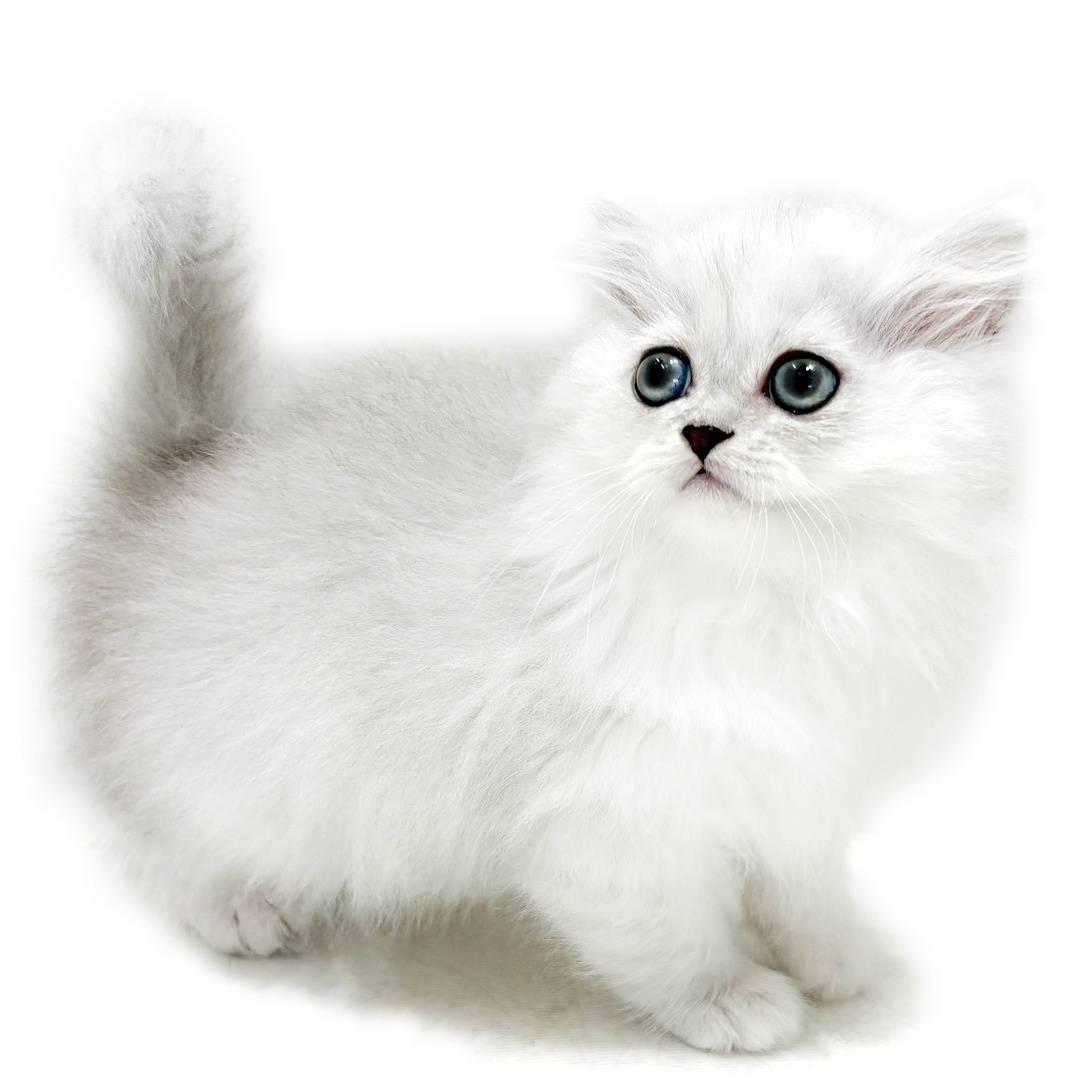 ナカジマ　リアル　ペルシャ猫 5a38b434e9ab72baa4a10f070818b1