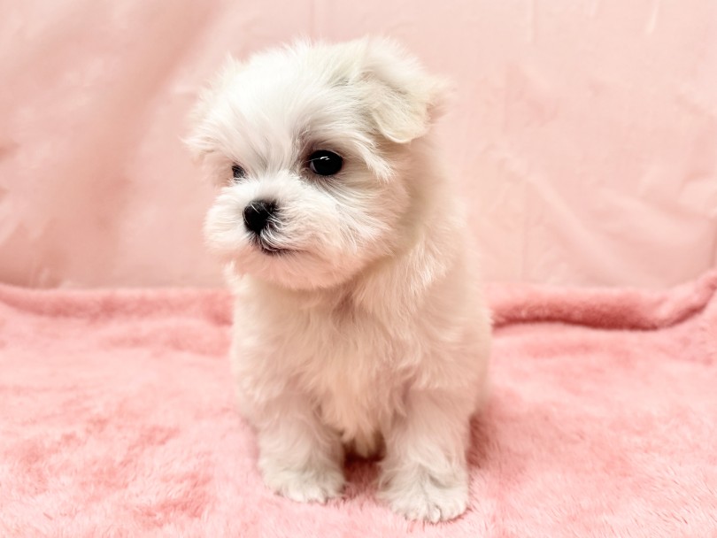 明るく社交的な女の子 | マルチーズ （06&minus;340） - 横浜 大倉山店