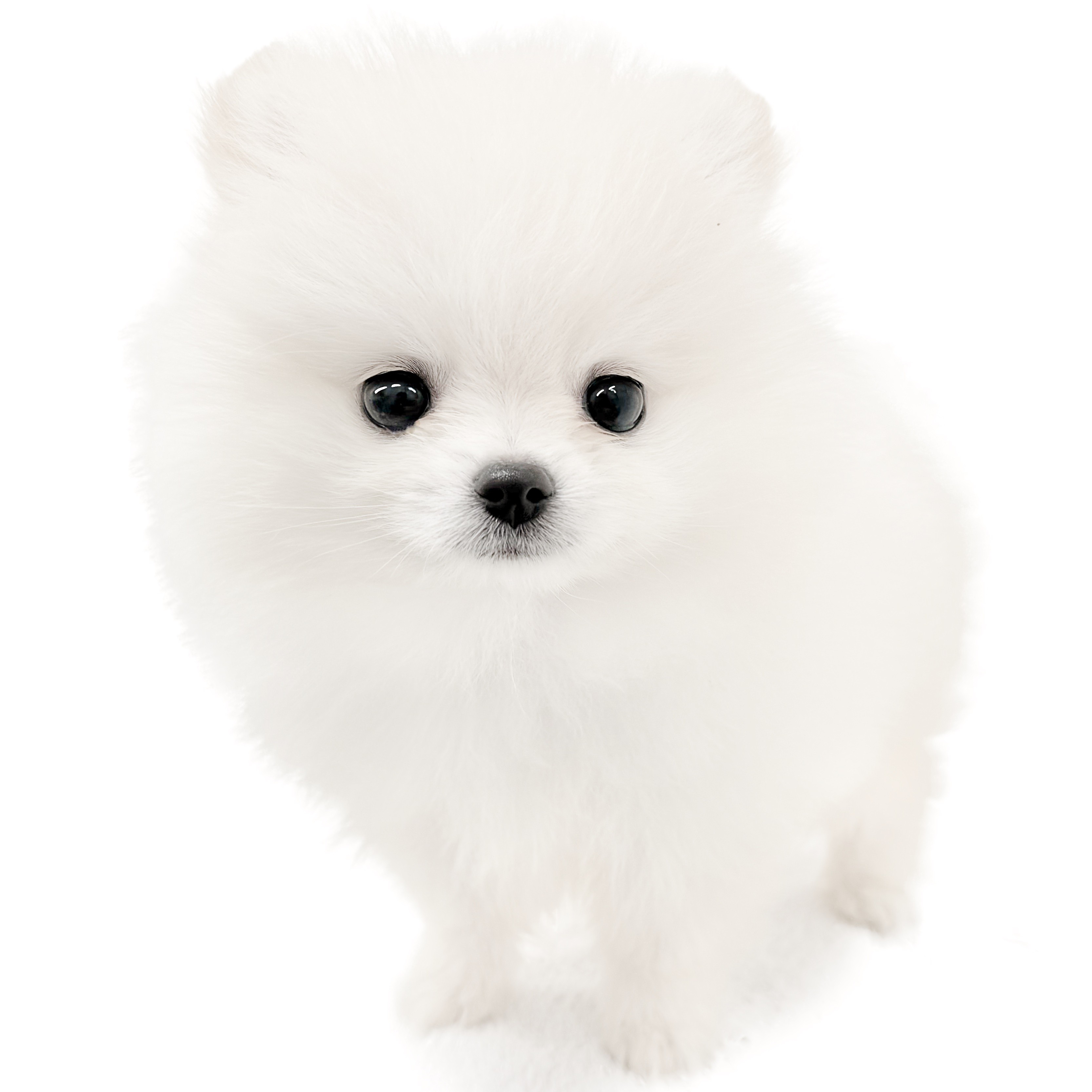 ポメラニアン | ペットショップ マルワン 小さめ子犬 美形な子猫