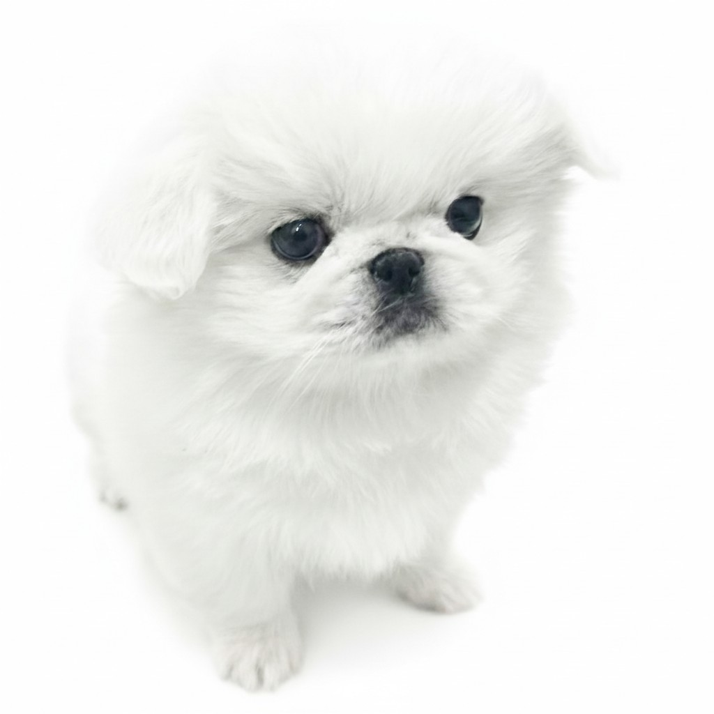 牛頭丸　ペキニーズ ペキニーズ | ペットショップ マルワン 小さめ子犬 美形な子猫 初心者