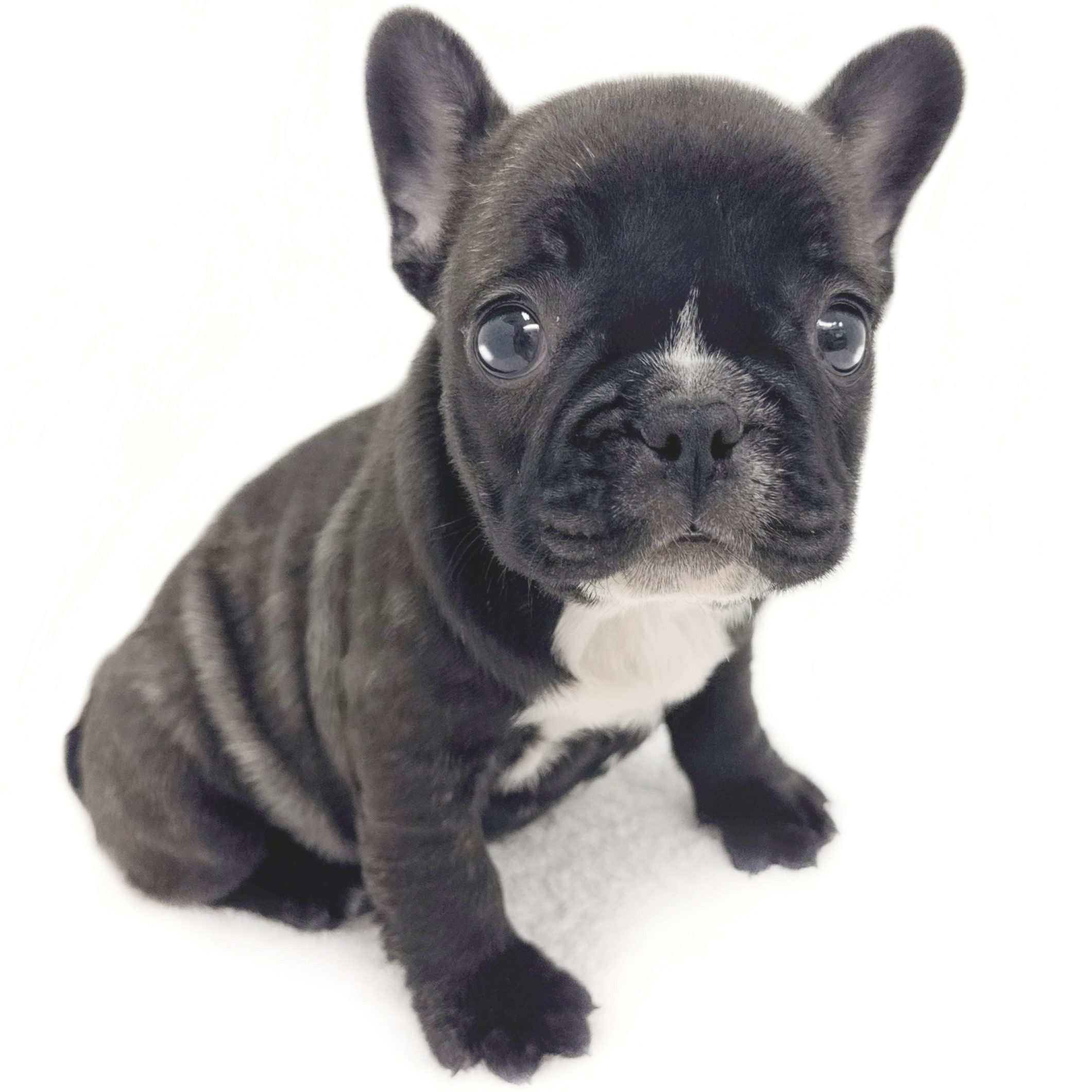 フレンチブルドッグ | ペットショップ マルワン 小さめ子犬 美形な子猫