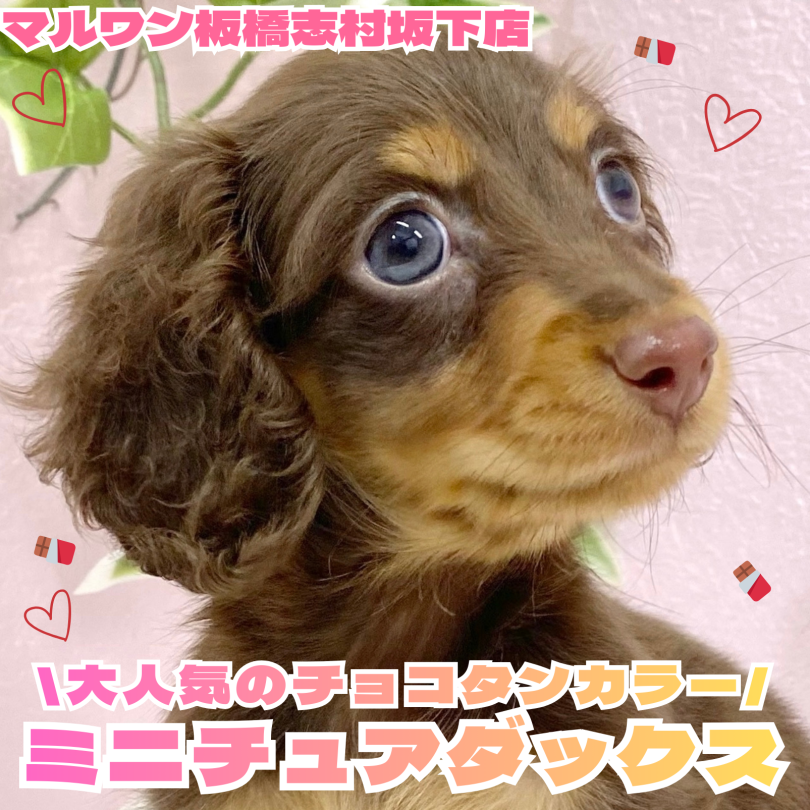 ミニチュアダックスフント 】透明感あふれるチョコタンが魅力の
