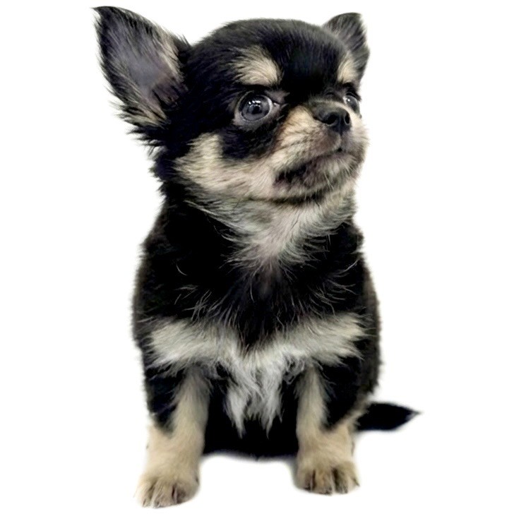 チワワ | ペットショップ マルワン 小さめ子犬 美形な子猫 初心者安心