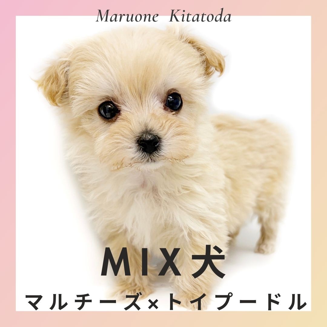【おうちが決まりました】ふわふわモールのベビーフェイスマルプーちゃん マルプー 】ぬいぐるみ超え？奇跡のバランスを持つ究極のベビー