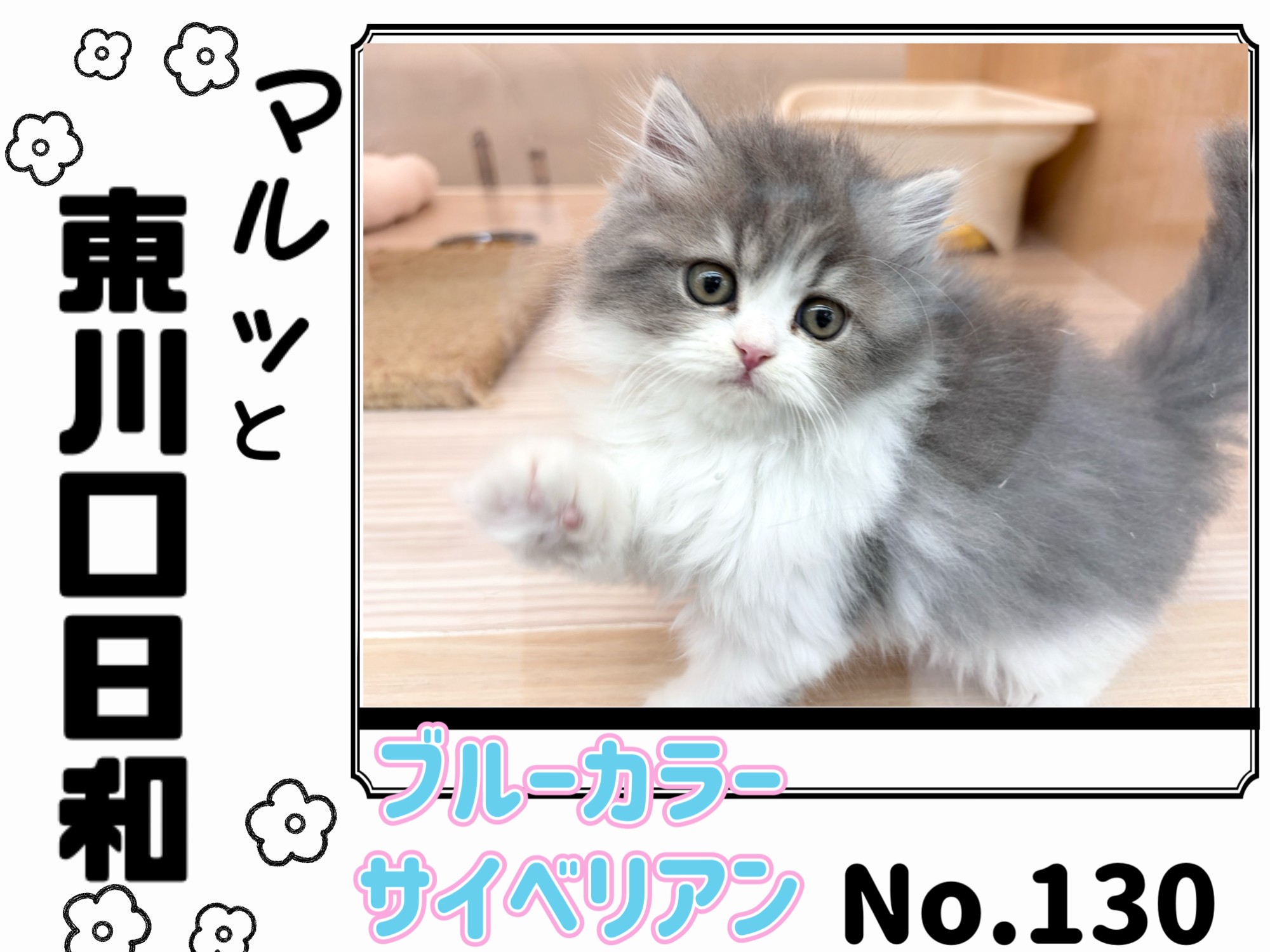 マルっと東川口日和No.130 】プレミアム認定！激カワサイベリアン登場