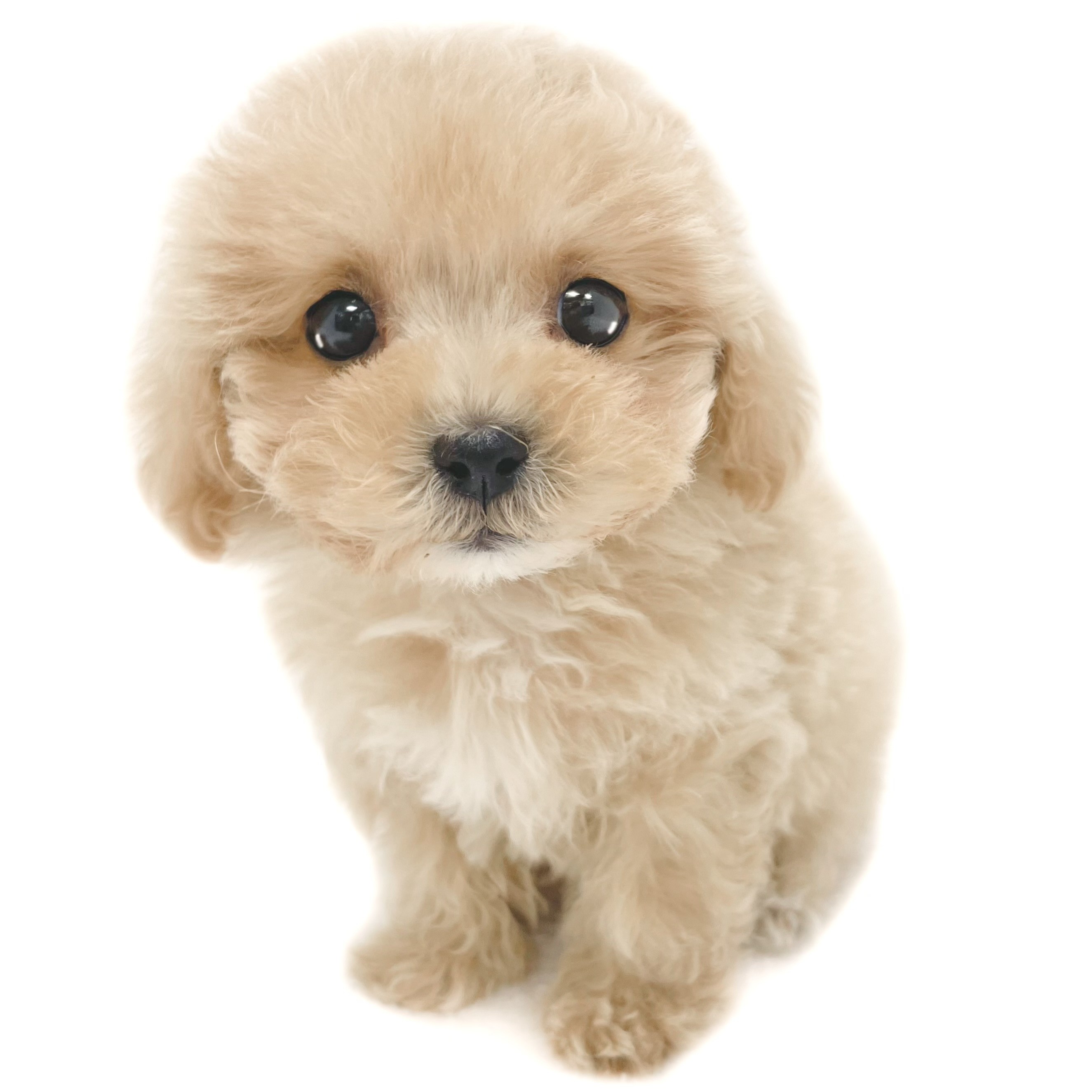 MIX（マルチーズ×トイプードル） | ペットショップ マルワン 小さめ