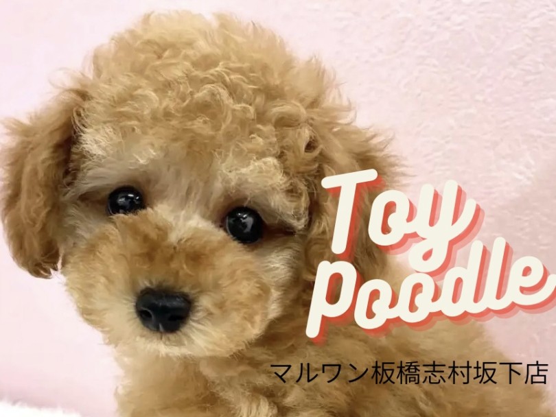 【 トイプードル 】初めての方にもおすすめしたい癒し系トイプードルくんをご紹介！
