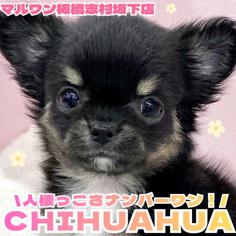 チワワ 】ドワーフ体型と童顔フェイスが魅力のチワワちゃんが志村坂下