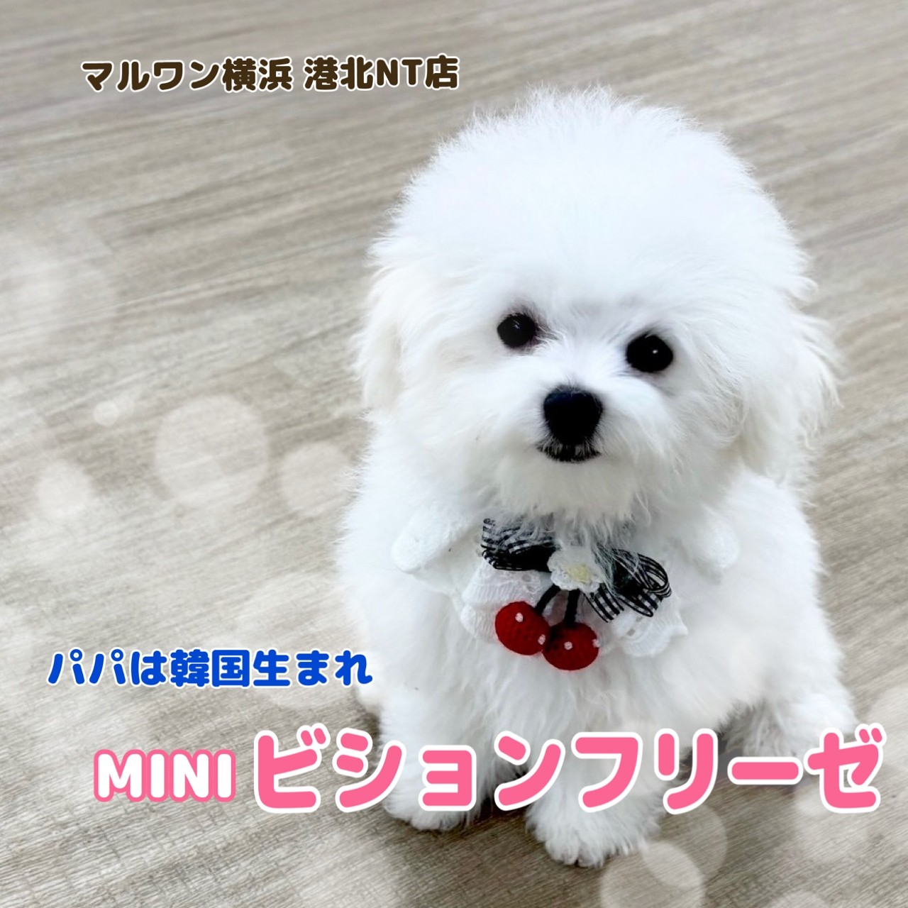 ビションフリーゼ 】大人気ミニビション!パパは韓国生まれ