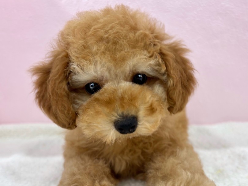 ご来店お待ちしております | トイ・プードル （09-322） - 板橋 志村坂下店