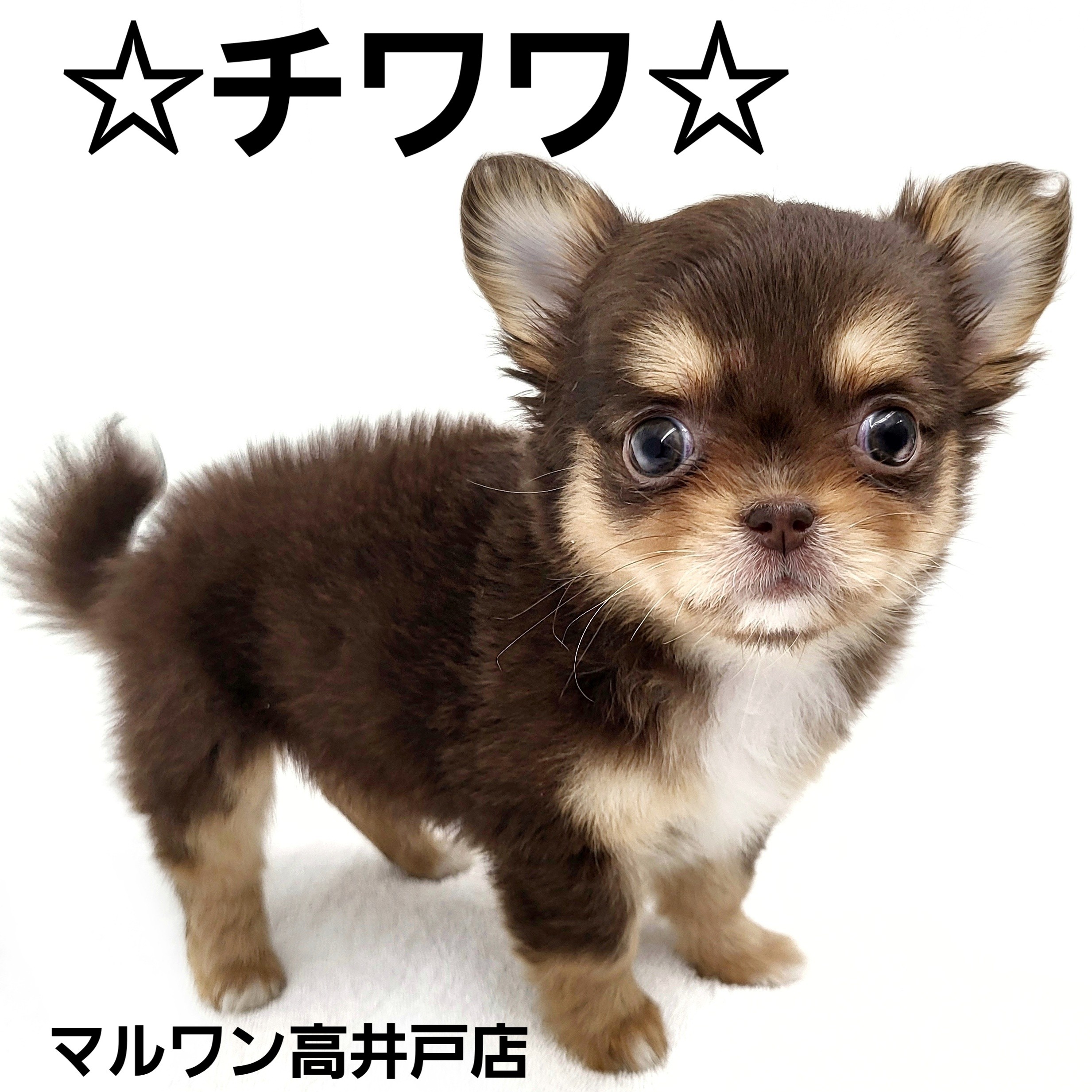 チワワ 】ドワーフ体型が可愛いチョコタンチワワが降臨！ | マルワン