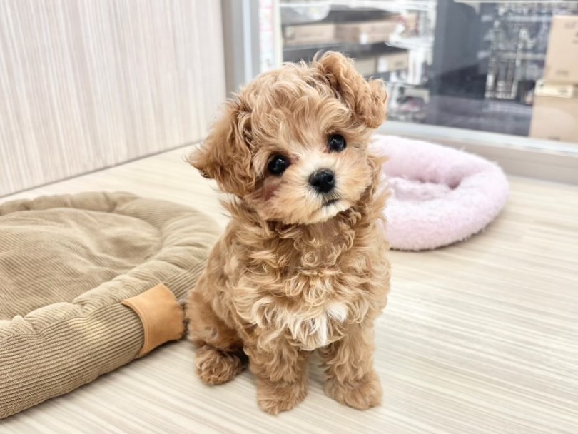 マルプーちゃんとの生活ポイント | MIX犬 (10-187) - 東日暮里店