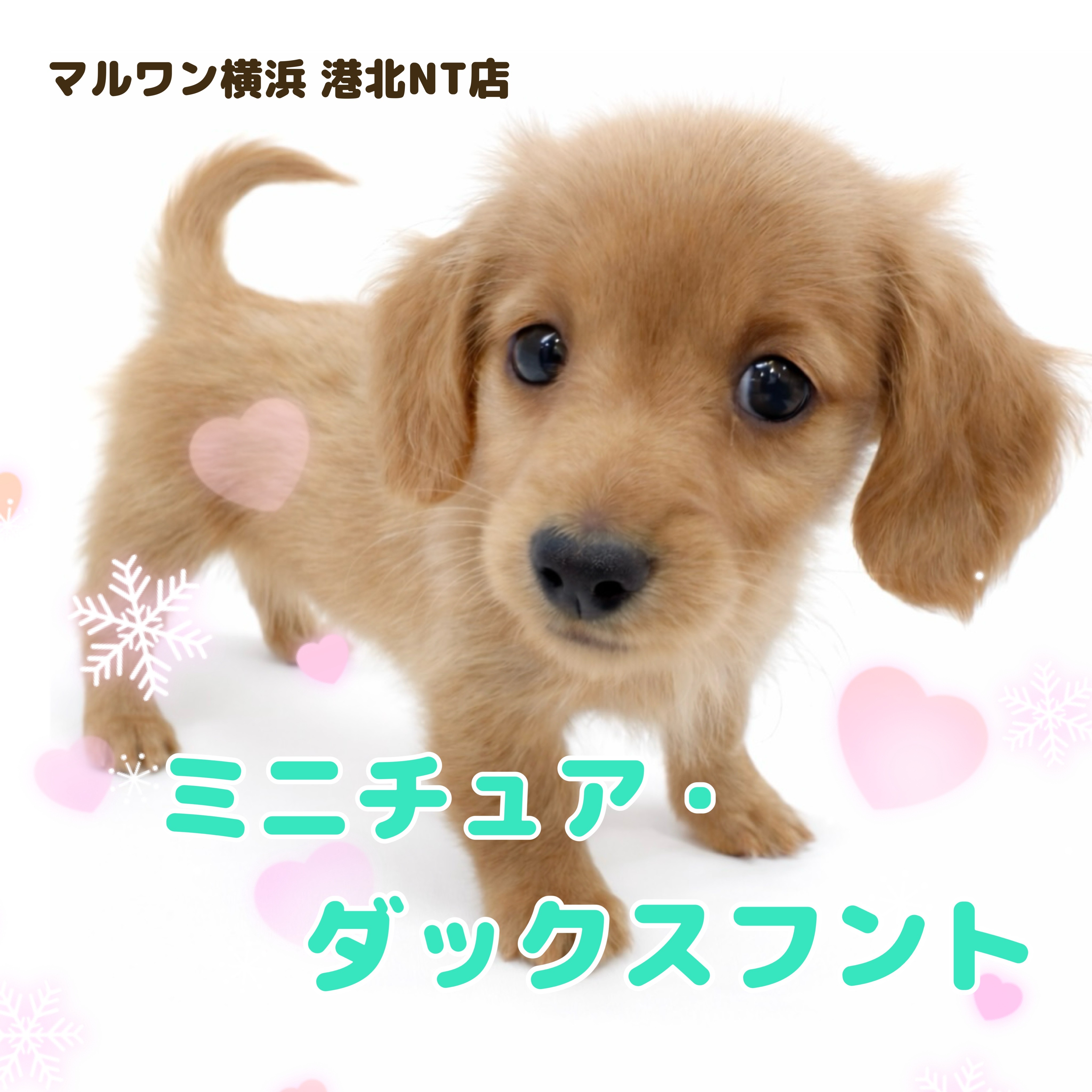 ミニチュア・ダックスフント 】愛嬌たっぷり！ゴールドカラーの女の子