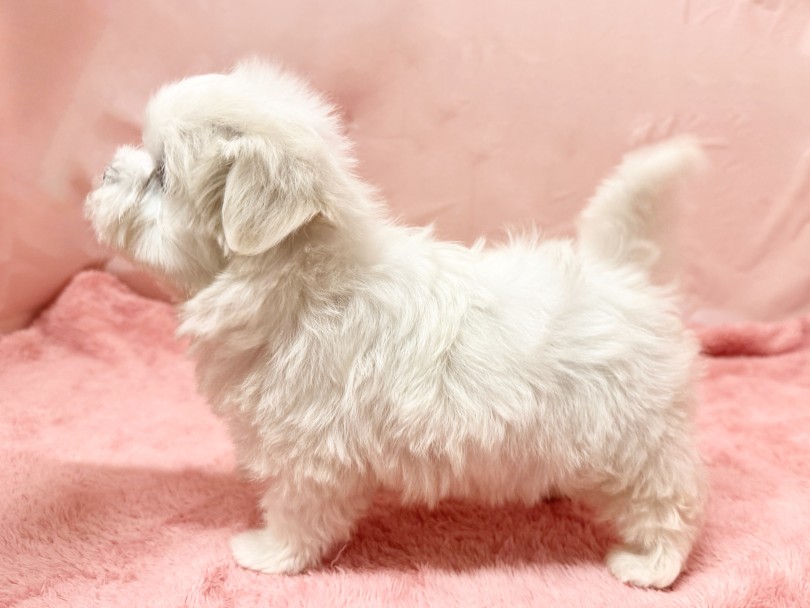 四肢短めのドワーフタイプ♡ | マルチーズ （06&minus;340） - 横浜 大倉山店