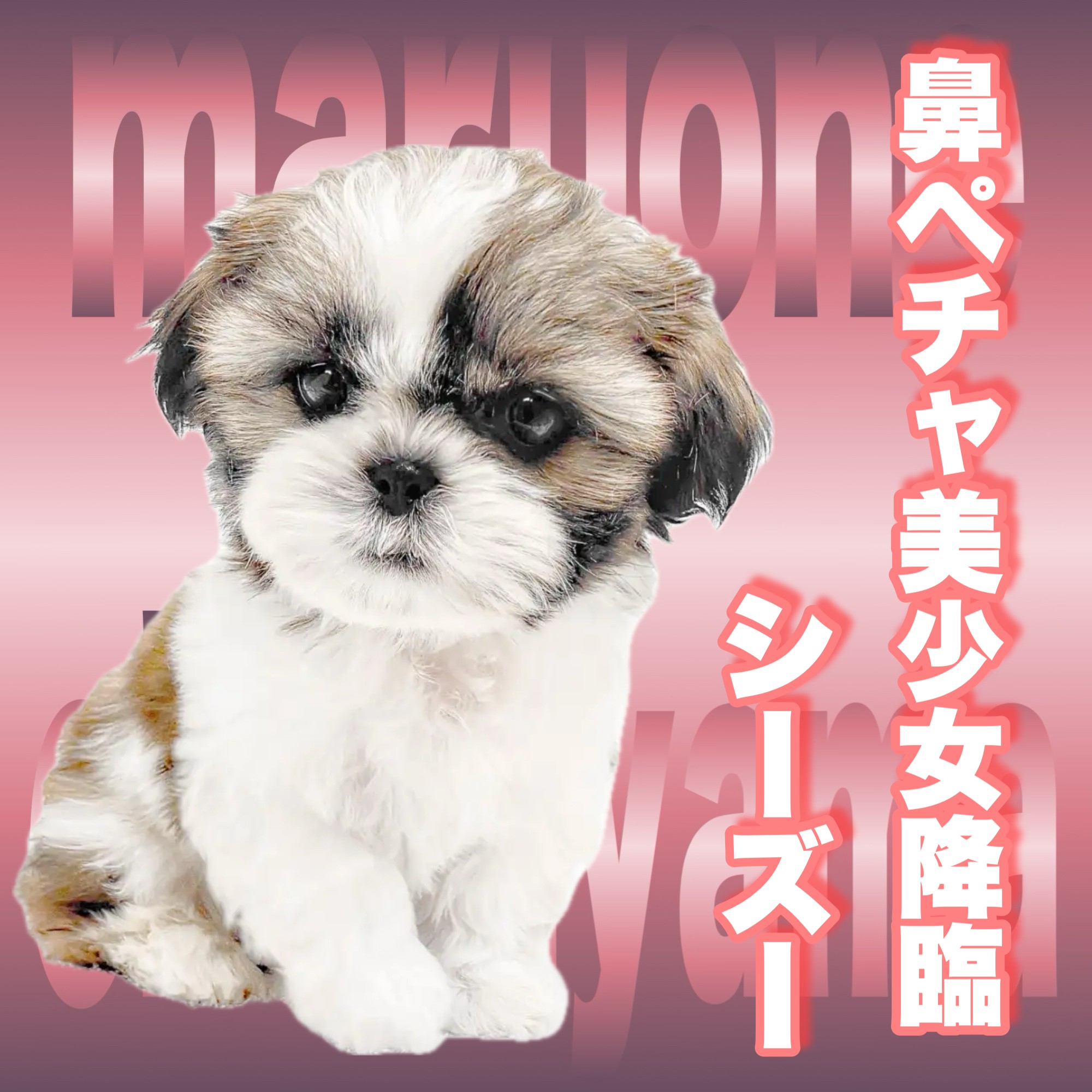 関西のシーズーの子犬を価格や特徴で探す|ペットショップ探すなら