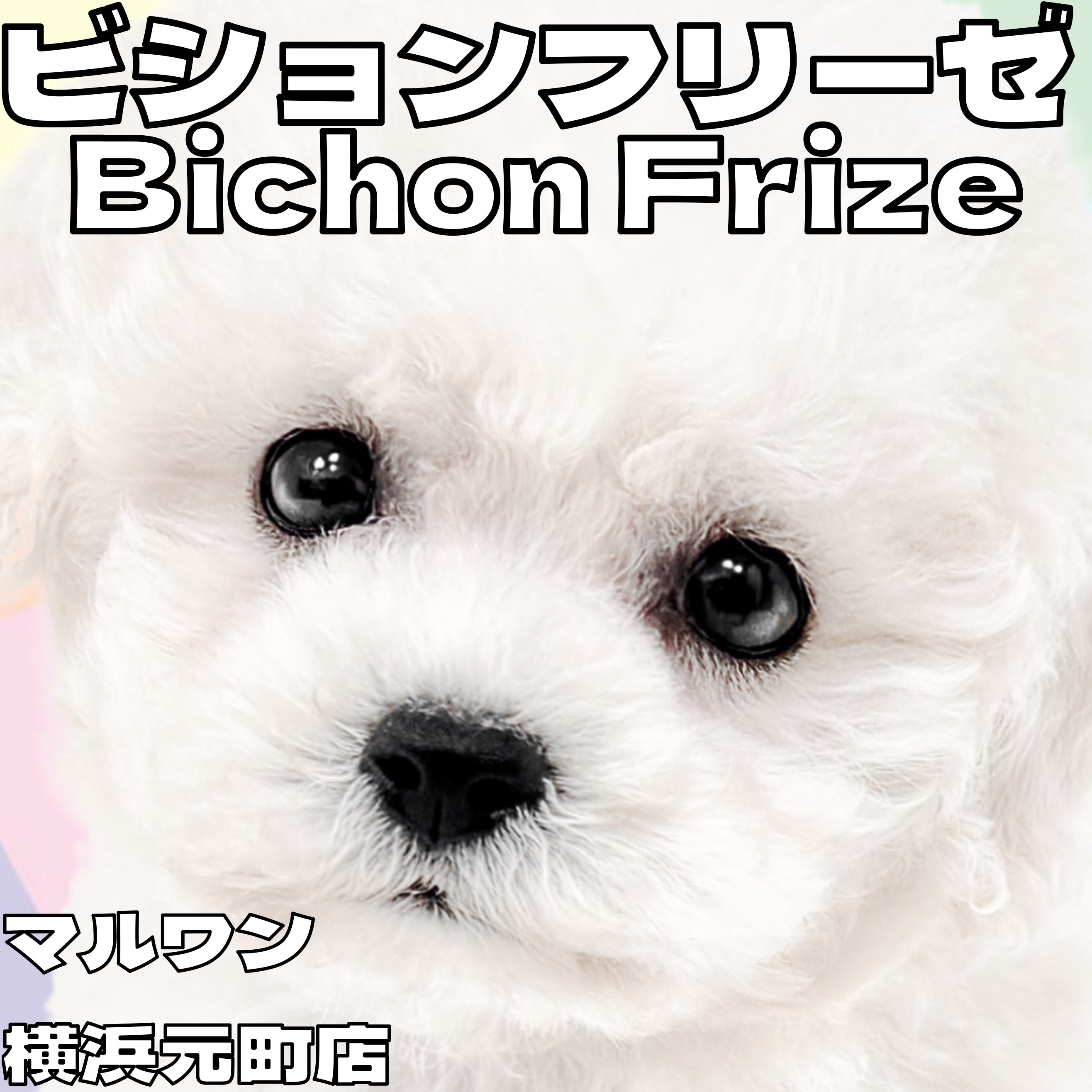 ビションフリーゼ 】ピュアホワイトのわたあめわんこが横浜元町に登場