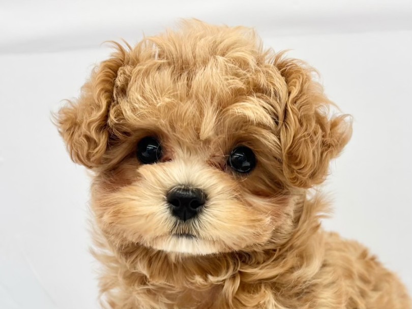 お顔の可愛さセンターアイドル級! | MIX犬 (10-187) - 東日暮里店