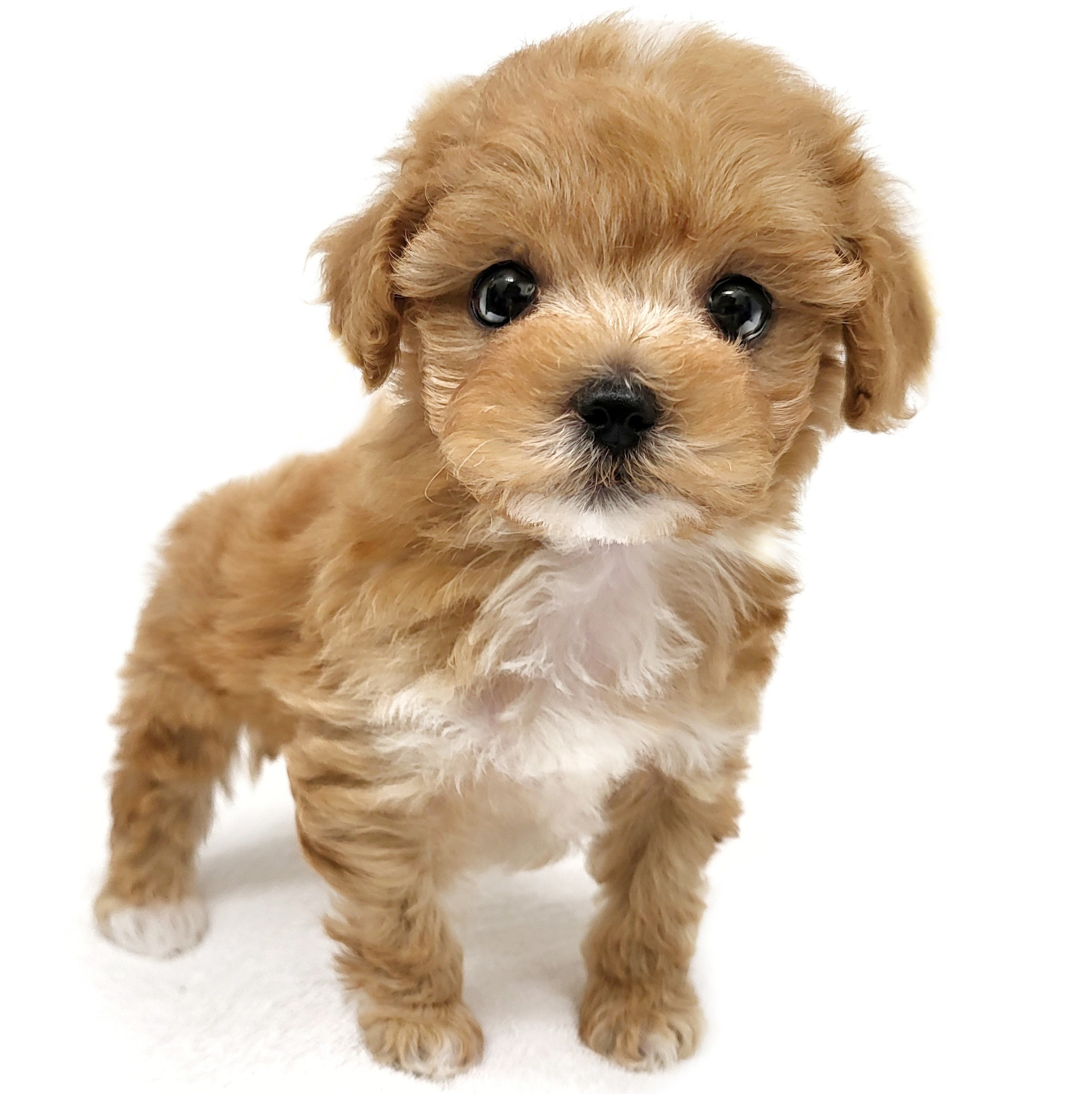 MIX（マルチーズ×トイプードル） | ペットショップ マルワン 小さめ