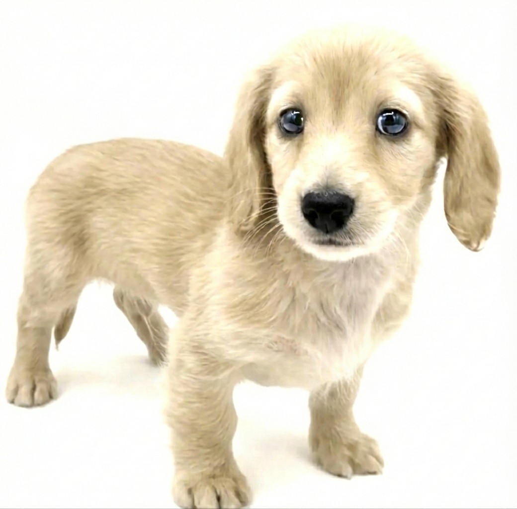 ミニチュア・ダックスフント | ペットショップ マルワン 小さめ子犬