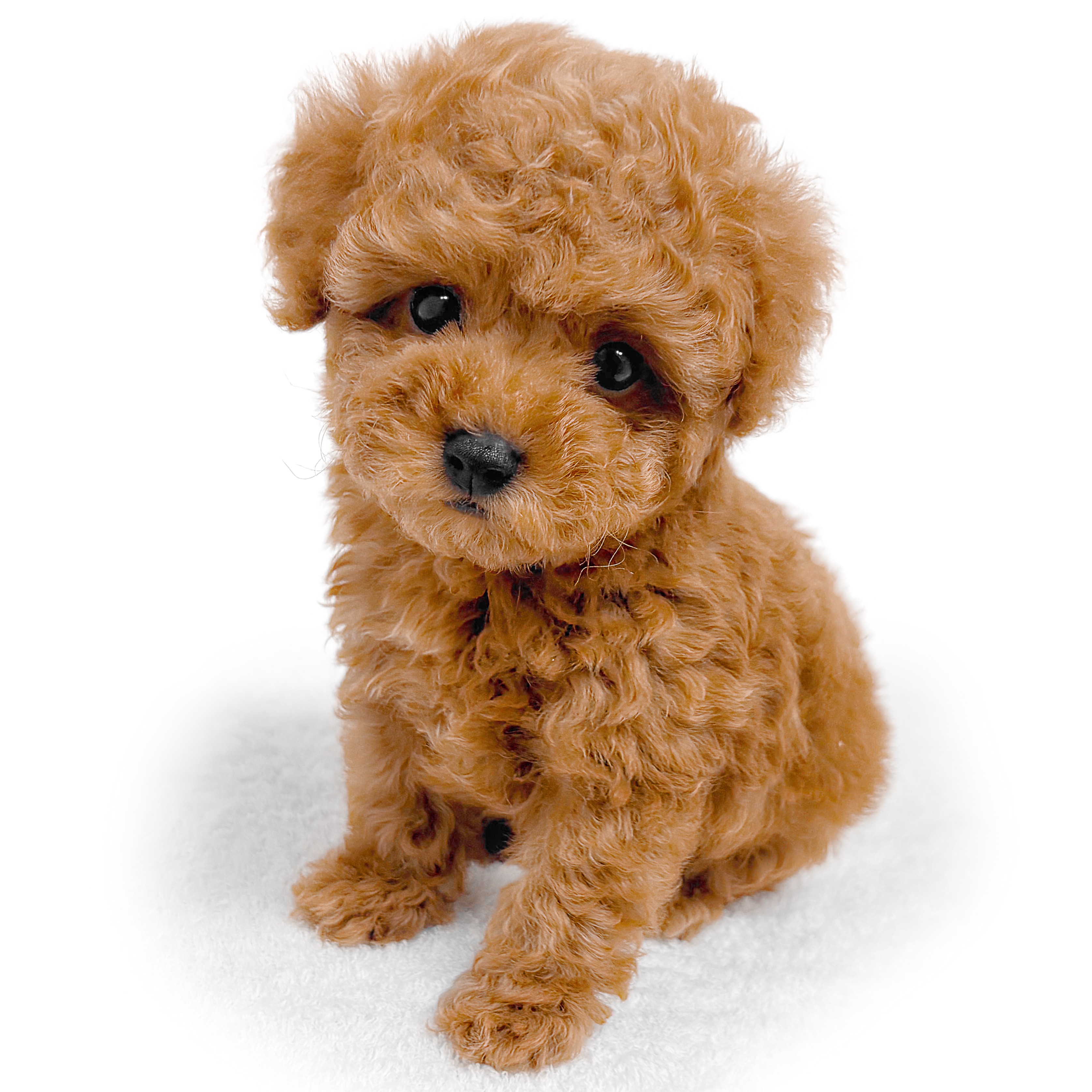 トイ・プードル | ペットショップ マルワン 小さめ子犬 美形な子猫