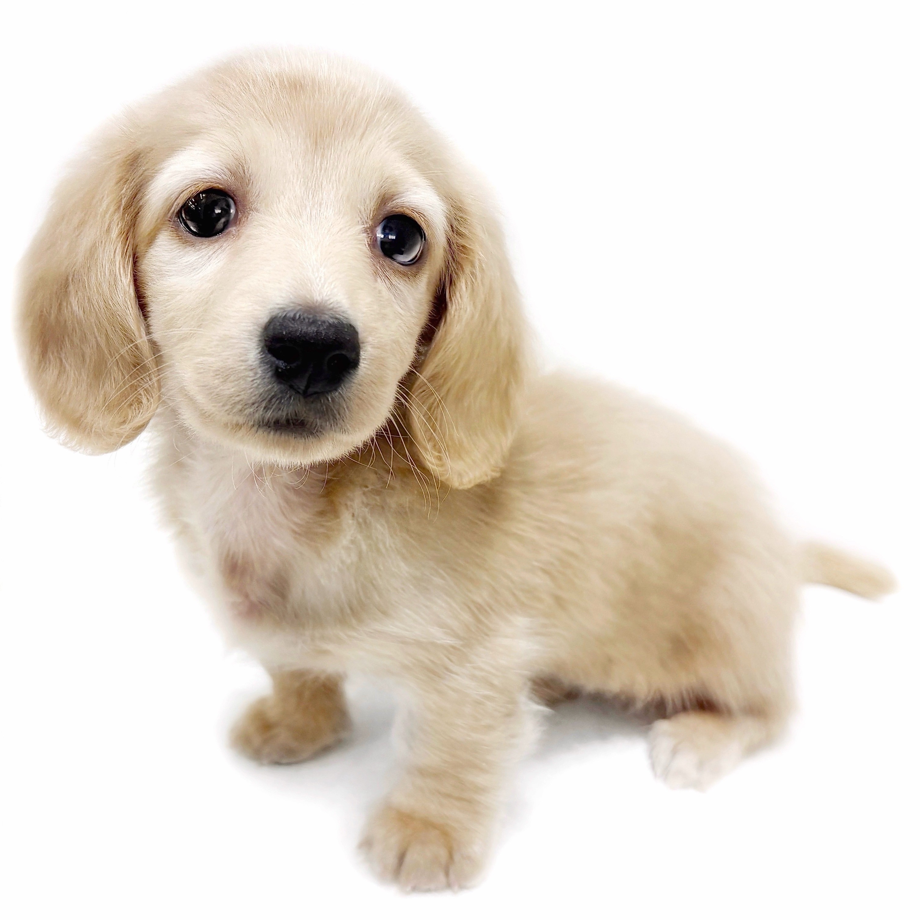 ミニチュア・ダックスフント | ペットショップ マルワン 小さめ子犬 
