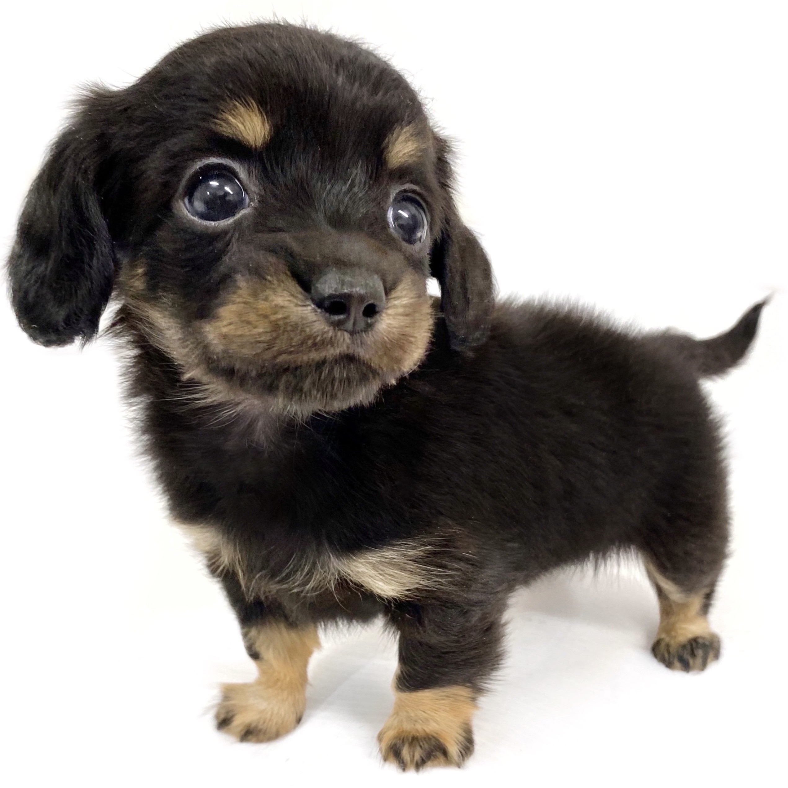 MIX（チワワ×ミニチュアダックスフント） | ペットショップ マルワン