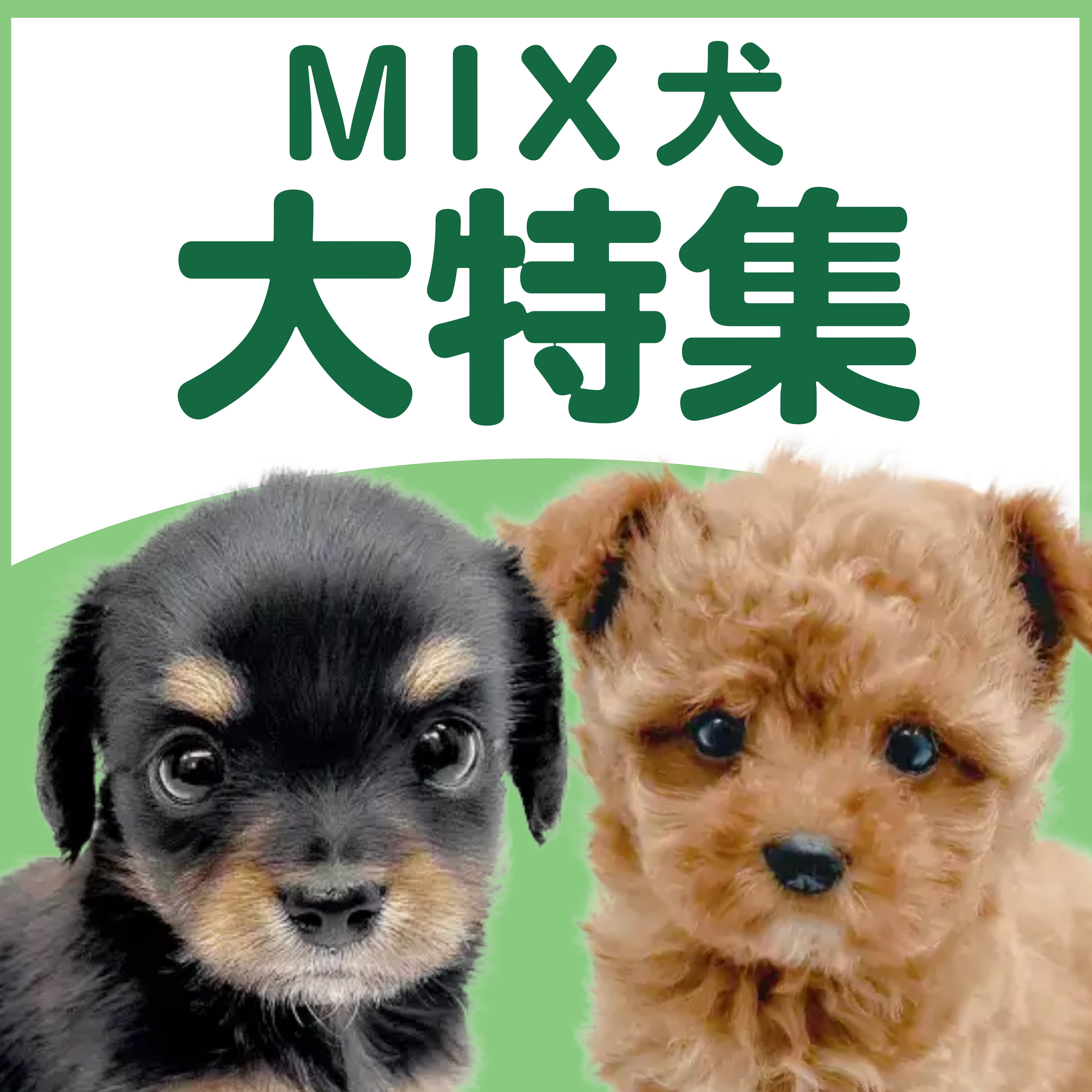 MIX犬特集 】1/22現在在店中のオンリーわんこ！最新動画は必見