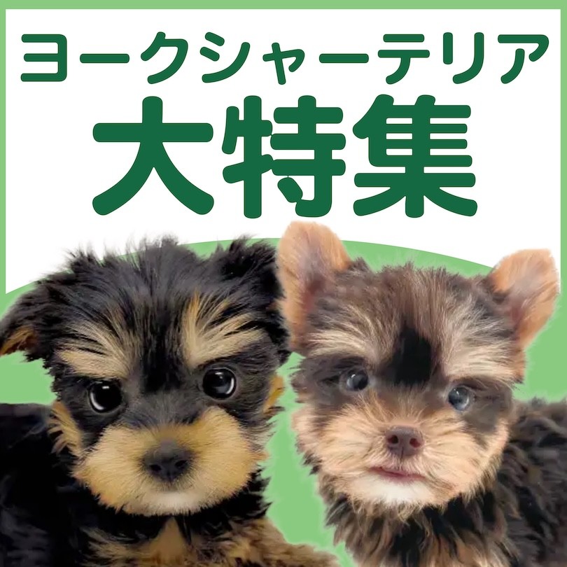 ヨークシャーテリア特集 】1/8現在在店中のヨーキー特集！最新動画は