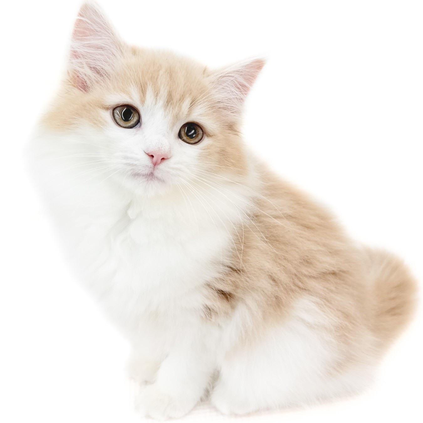 ノルウェージャンフォレストキャット | ペットショップ マルワン