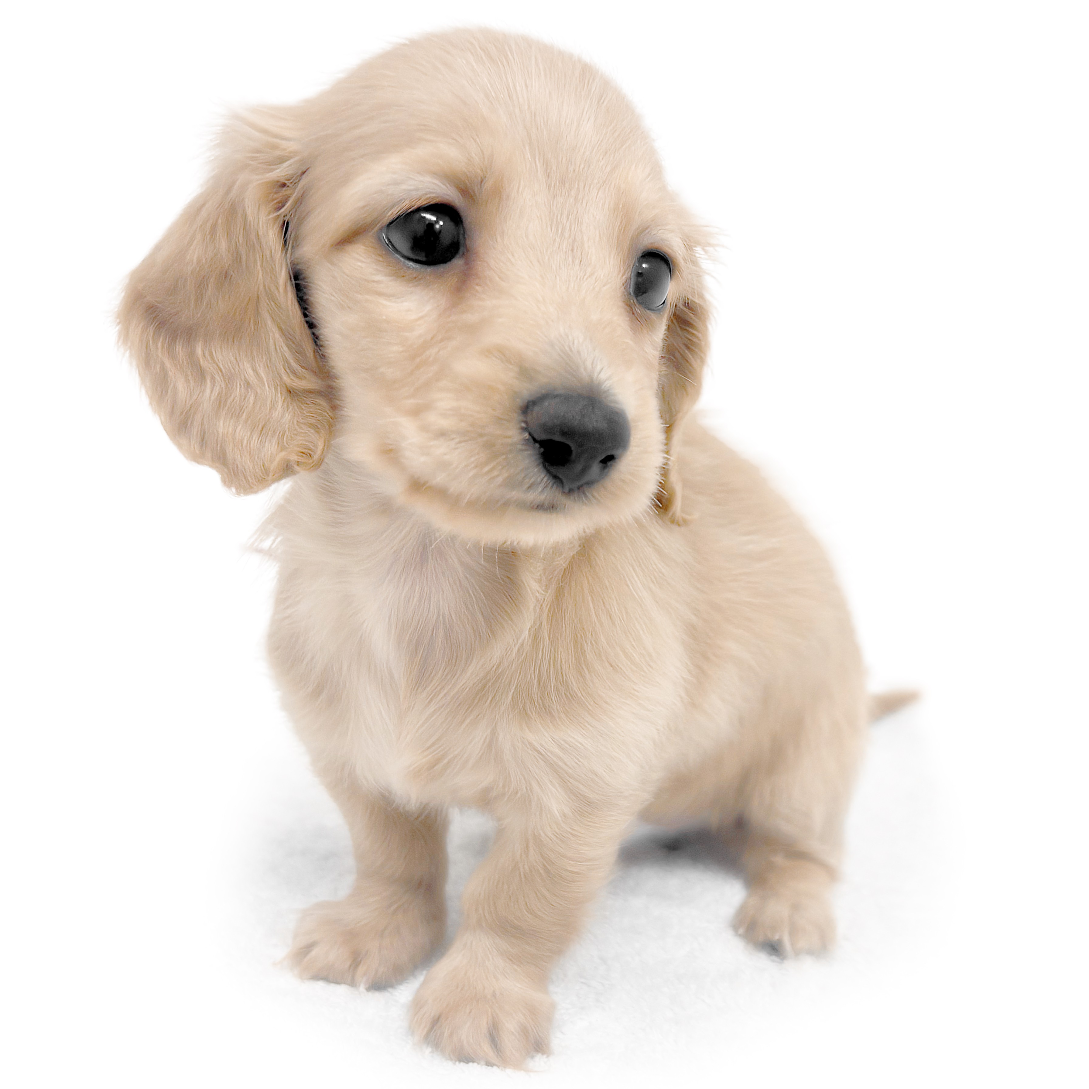 ハンドメイド　オーダー受付ページ　♡フルーツパラダイス　ミニチュアダックス　♡ ハンドメイド オーダー受付ページ ♡フルーツパラダイス ミニチュア