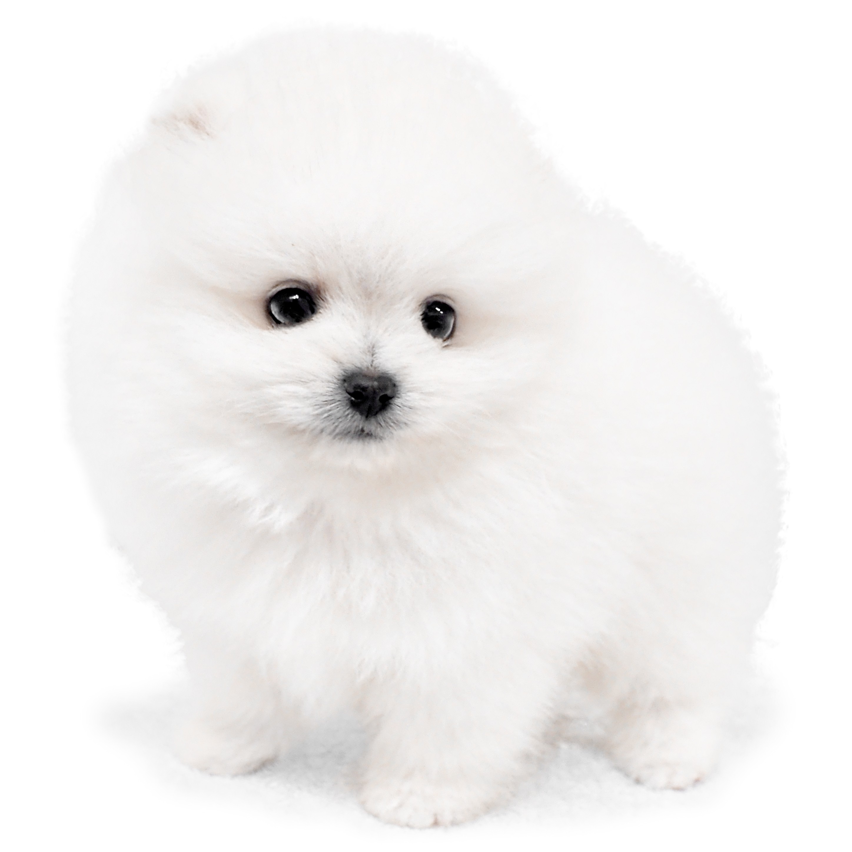 ポメラニアン | ペットショップ マルワン 小さめ子犬 美形な子猫