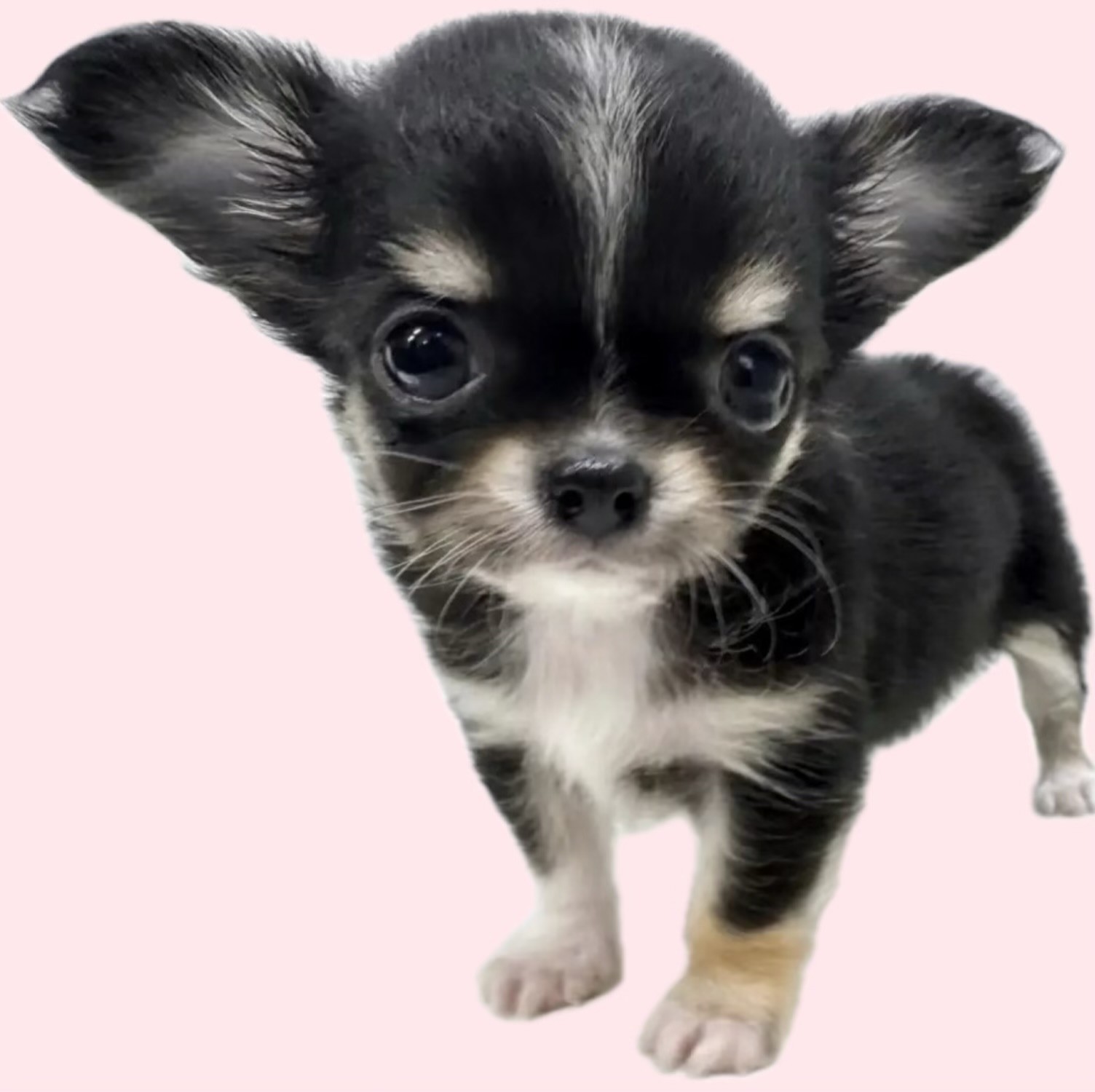 チワワ 】手のひらサイズのブラックタン&ホワイトの女の子が埼玉浦和に