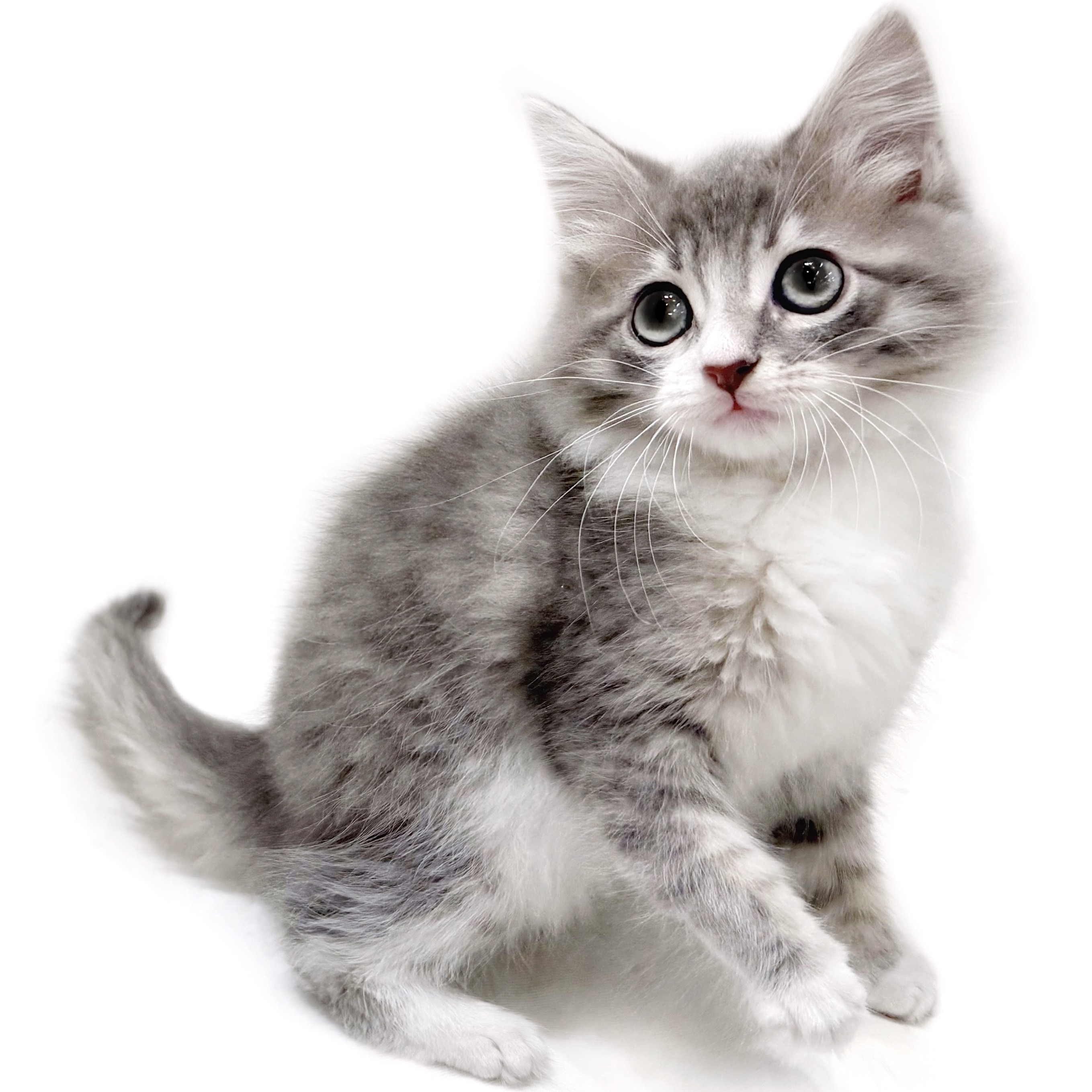 サイベリアン | ペットショップ マルワン 小さめ子犬 美形な子猫