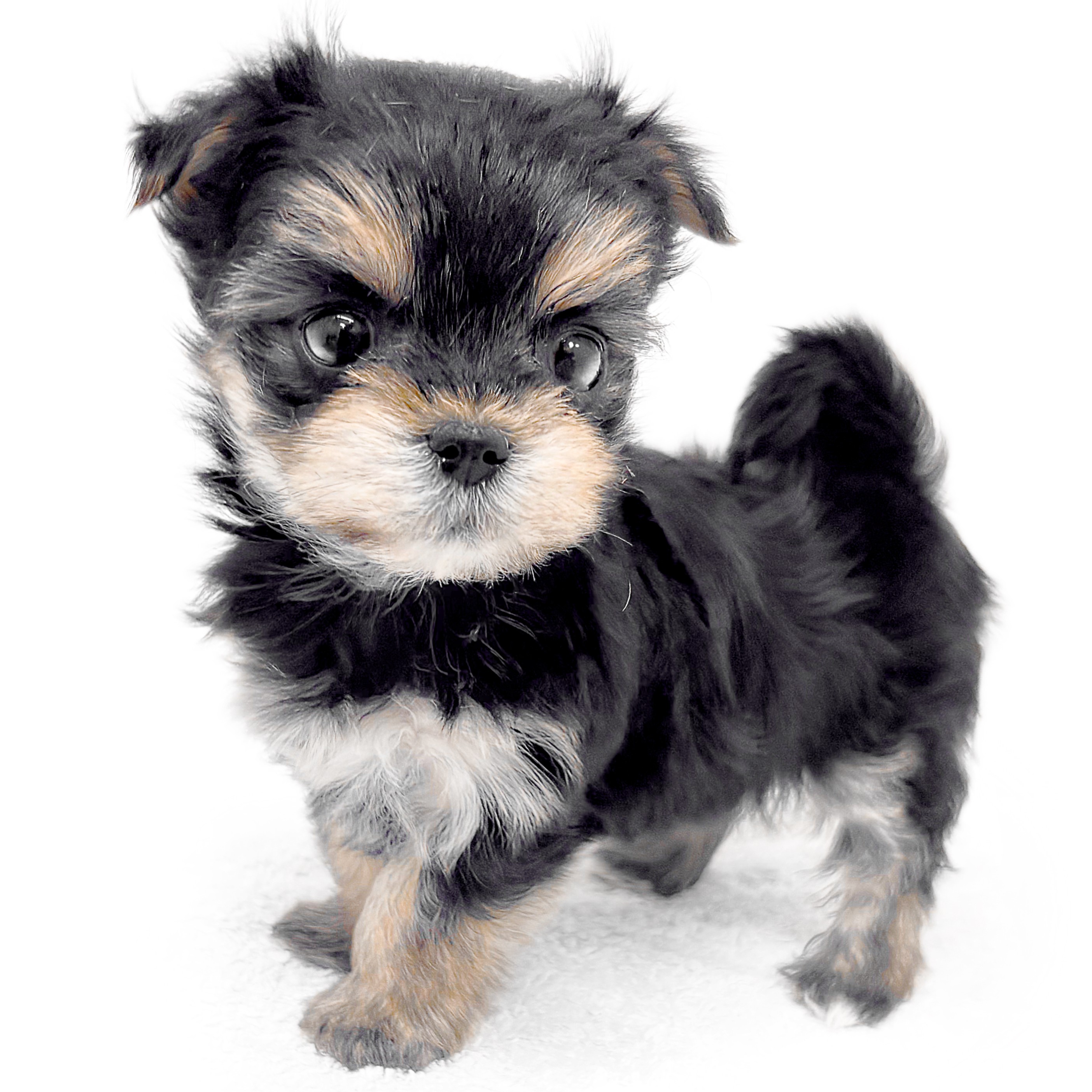 MIX（マルチーズ×ヨークシャーテリア） | ペットショップ マルワン