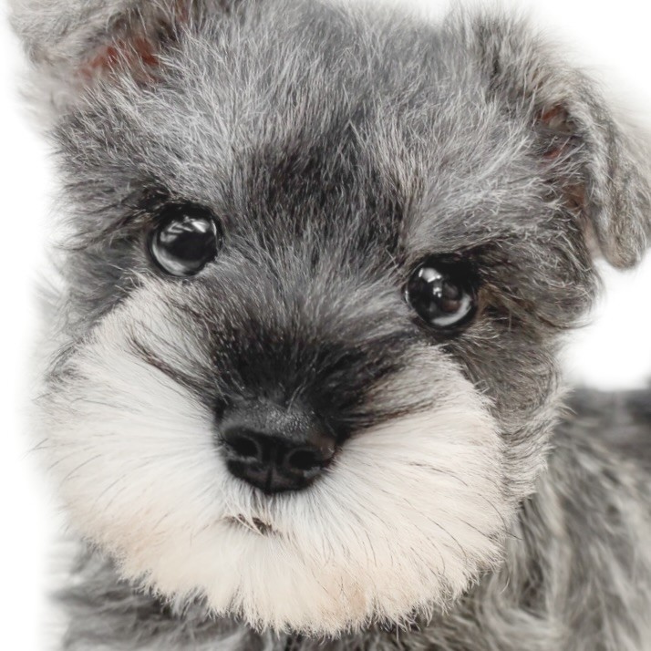 ミニチュアシュナウザー 】賢さと愛らしさが光る理想のパートナーDOG現