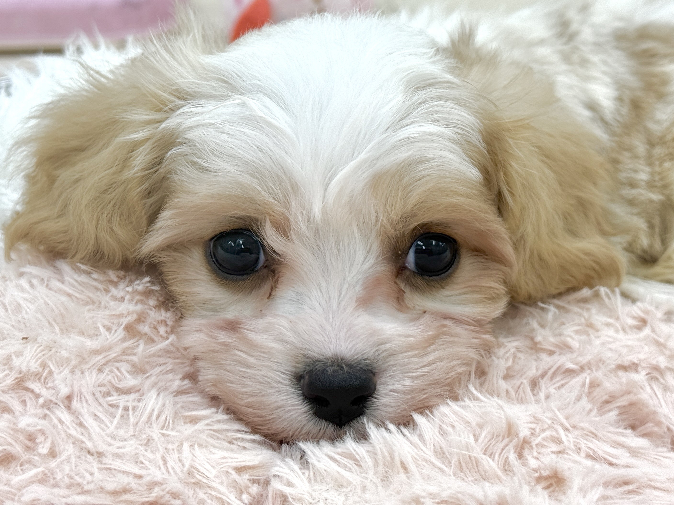 MIX 】キャバリア☓ビションフリーゼの女の子が横浜鶴見店に仲間入り