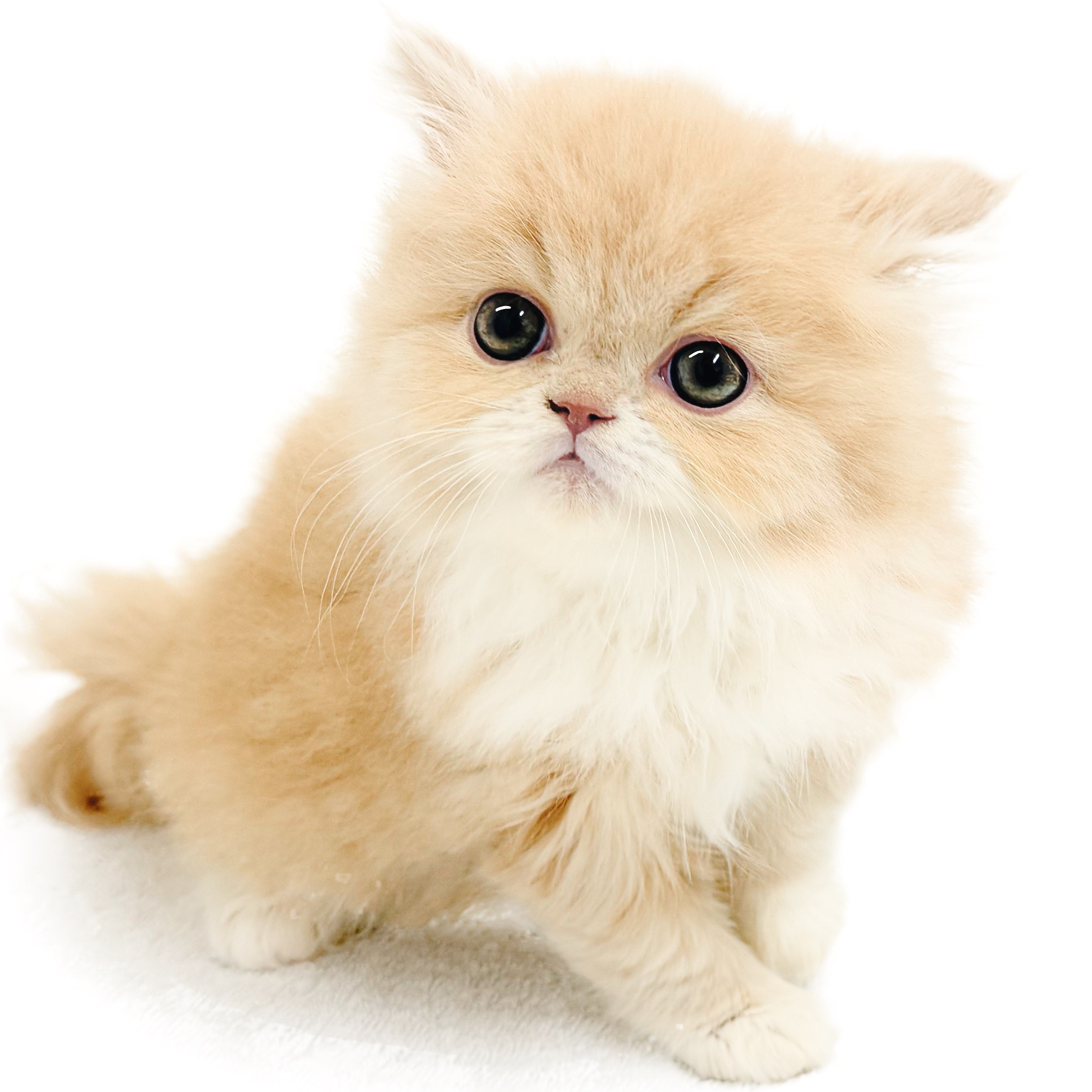 エキゾチック | ペットショップ マルワン 小さめ子犬 美形な子猫