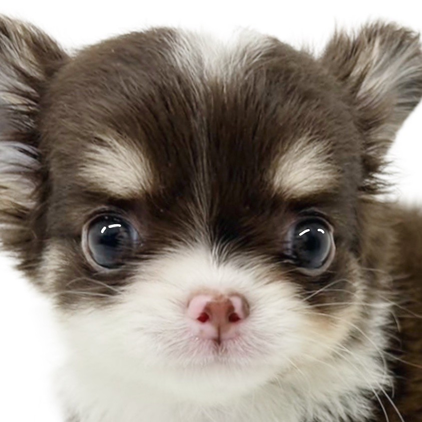 チワワ 】可愛いさプレミアム級！甘く優しいチョコレート色の天使爆誕