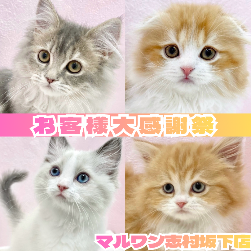 お知らせ 】お客様大感謝祭開催！マルワン板橋志村坂下店のネコちゃん
