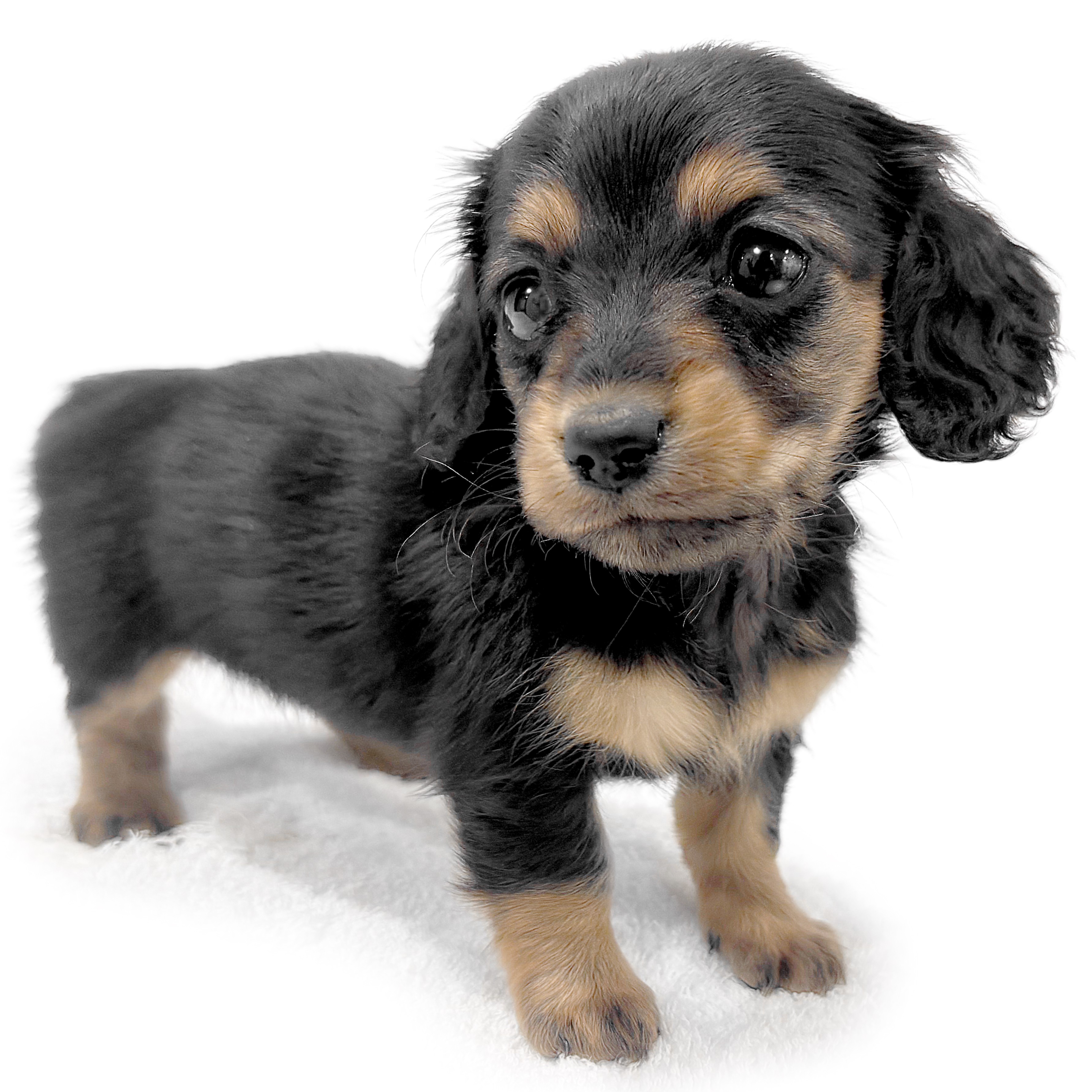 カニンヘン・ダックスフント | ペットショップ マルワン 小さめ子犬